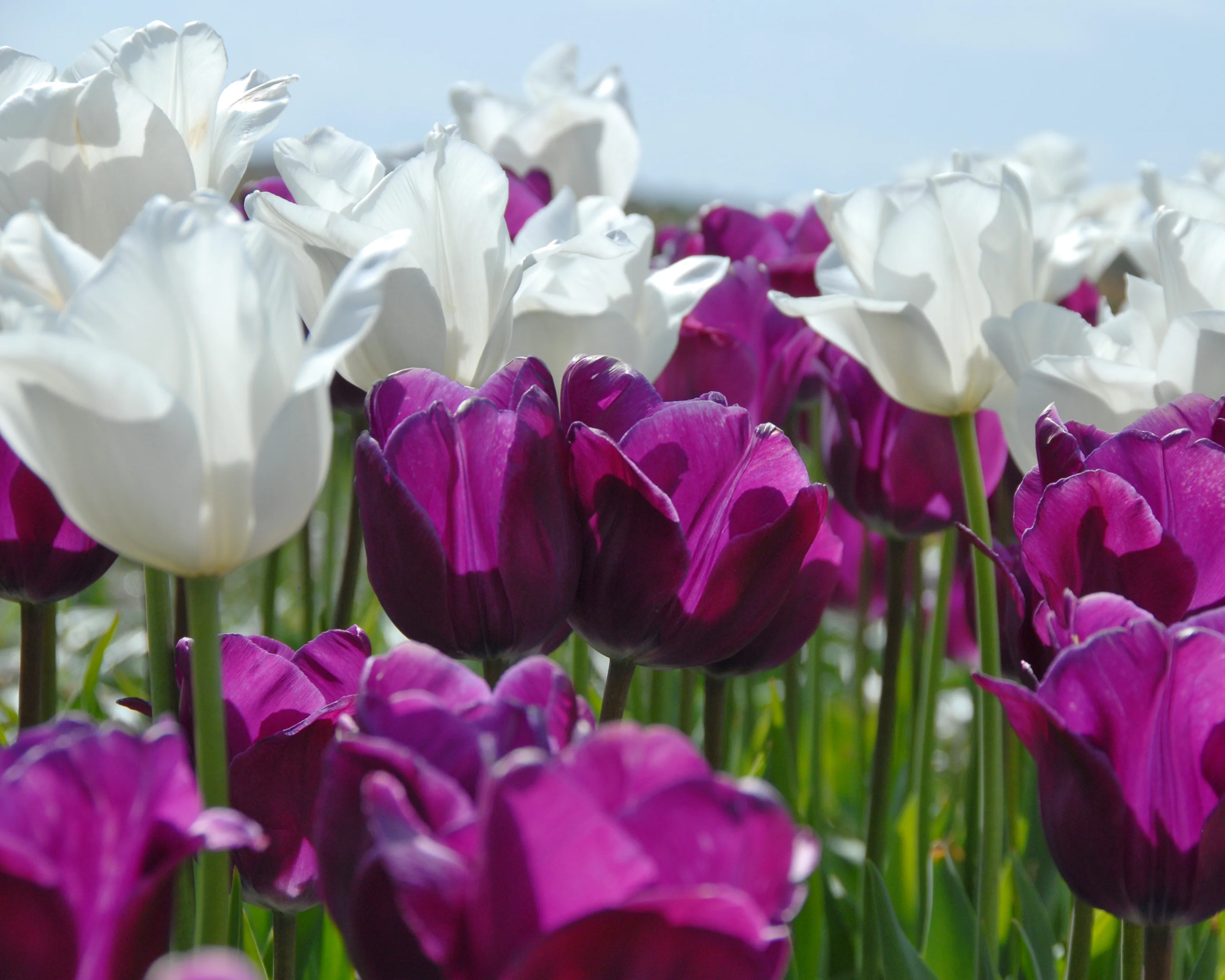 Tulip 'Hakuun' - Image 9