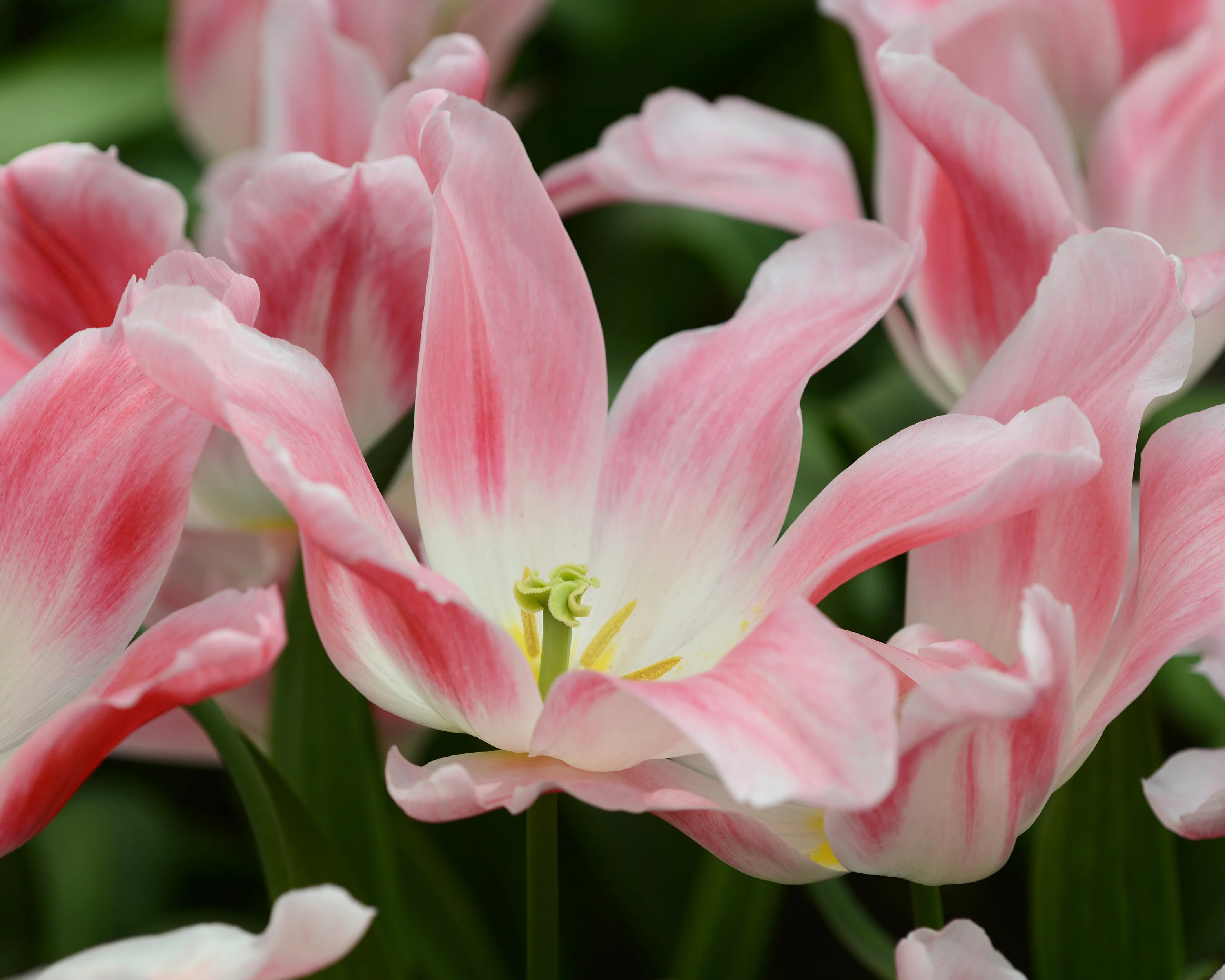 Tulip 'Holland Chic' - Image 7