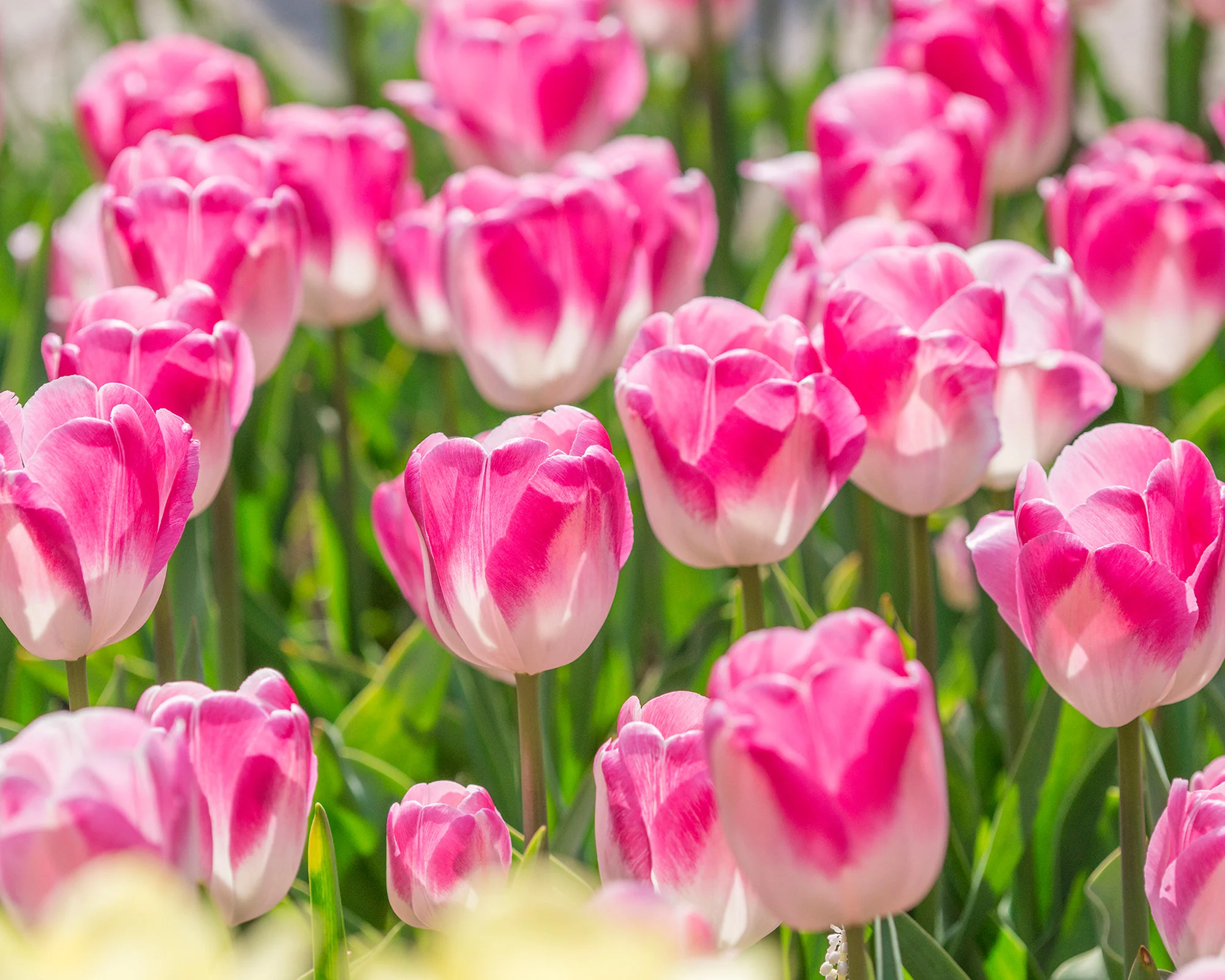 Tulip 'Innuendo' - Image 3