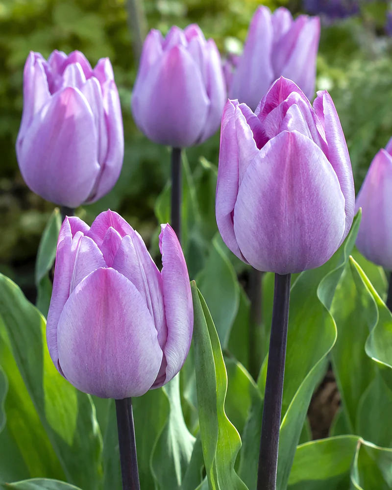 Tulip 'Jacuzzi'