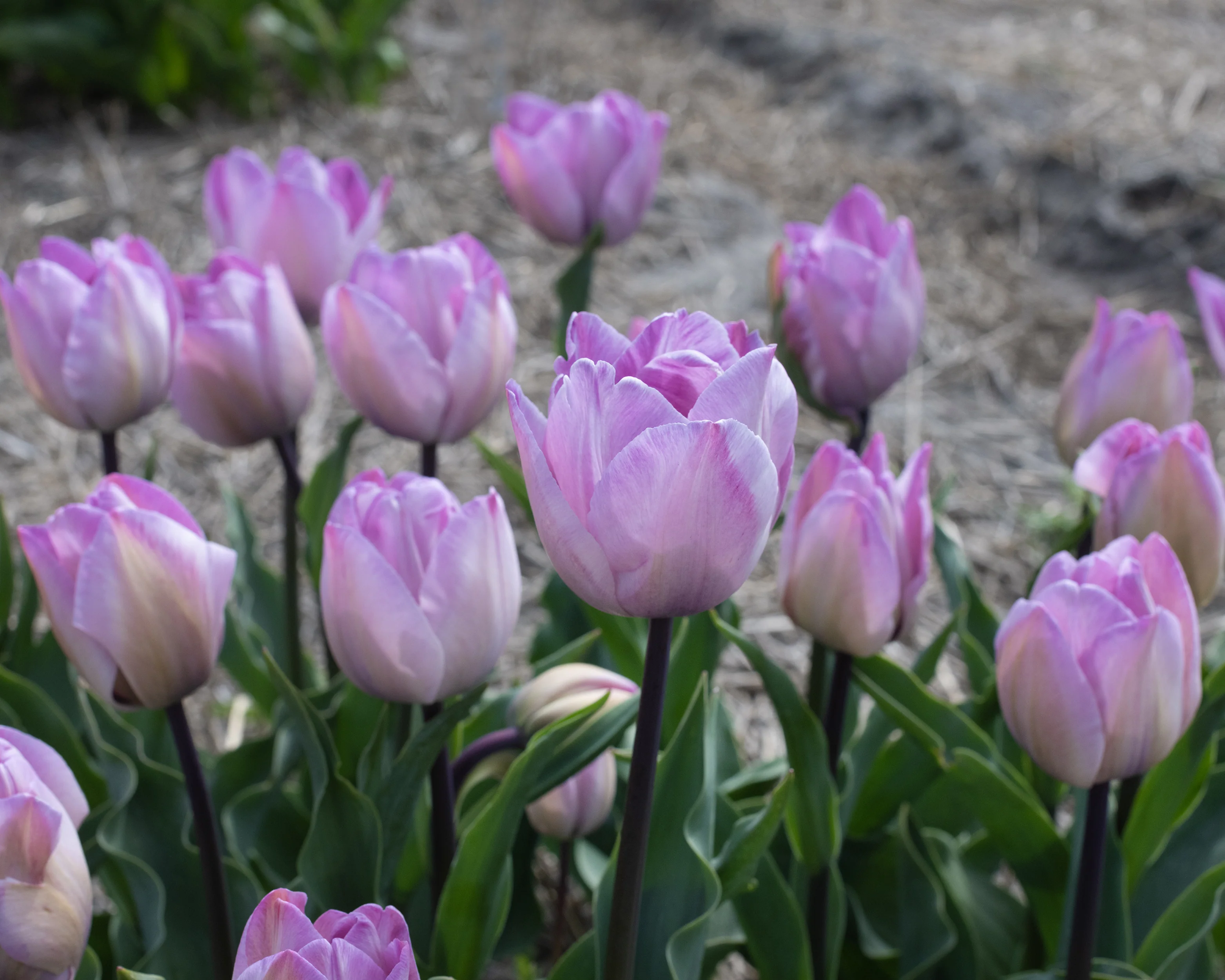 Tulip 'Jacuzzi' - Image 2
