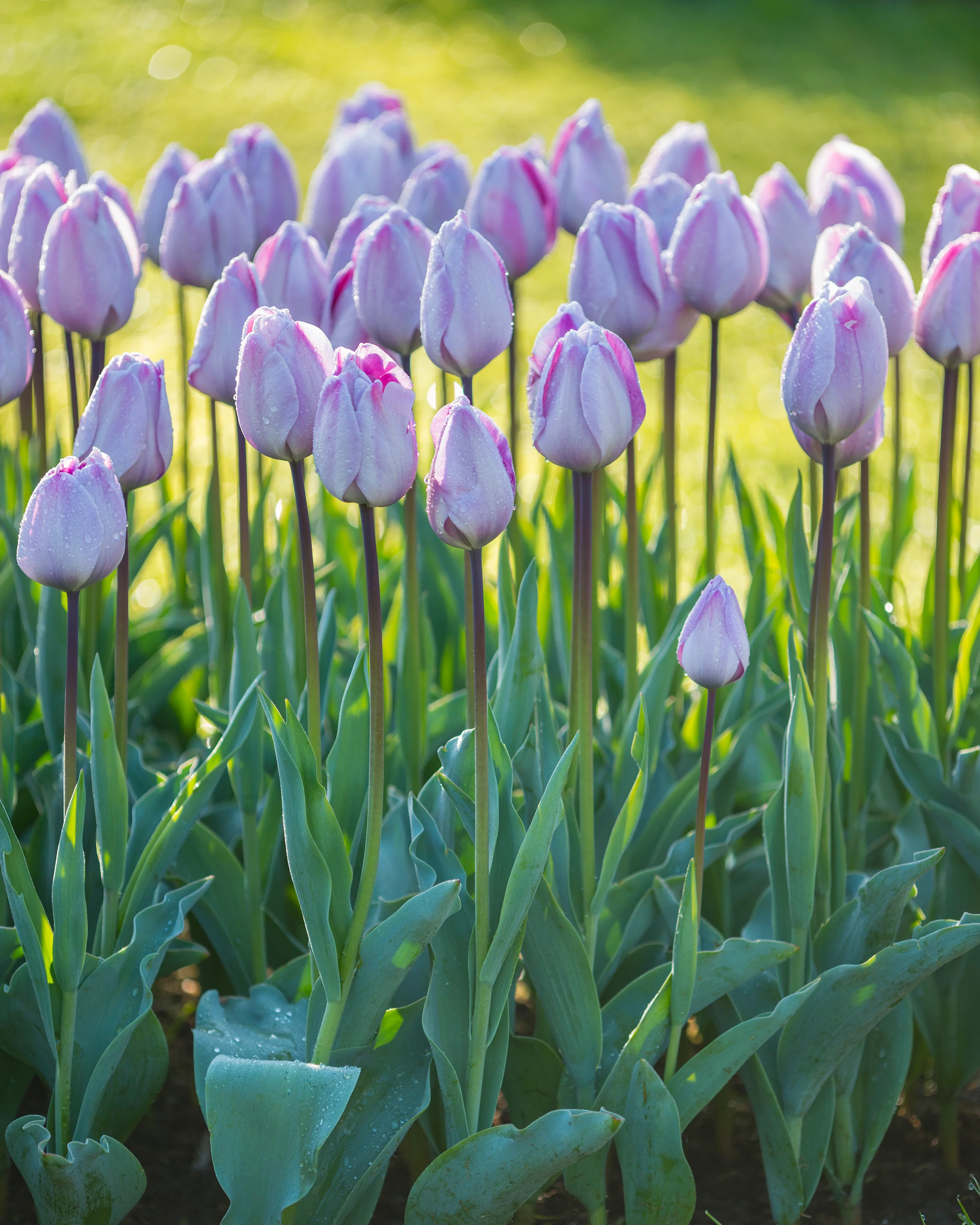 Tulip 'Jacuzzi' - Image 3
