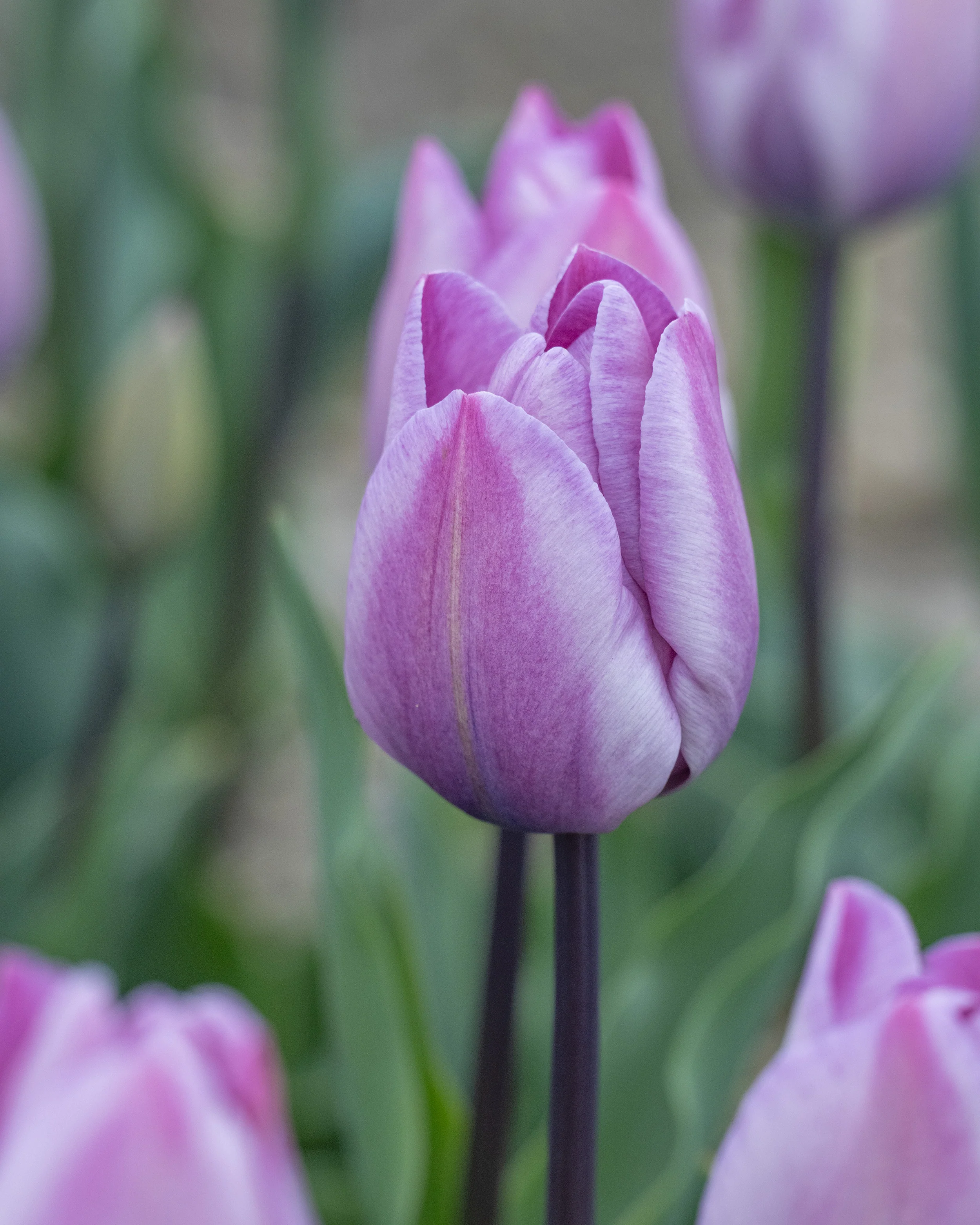 Tulip 'Jacuzzi' - Image 4