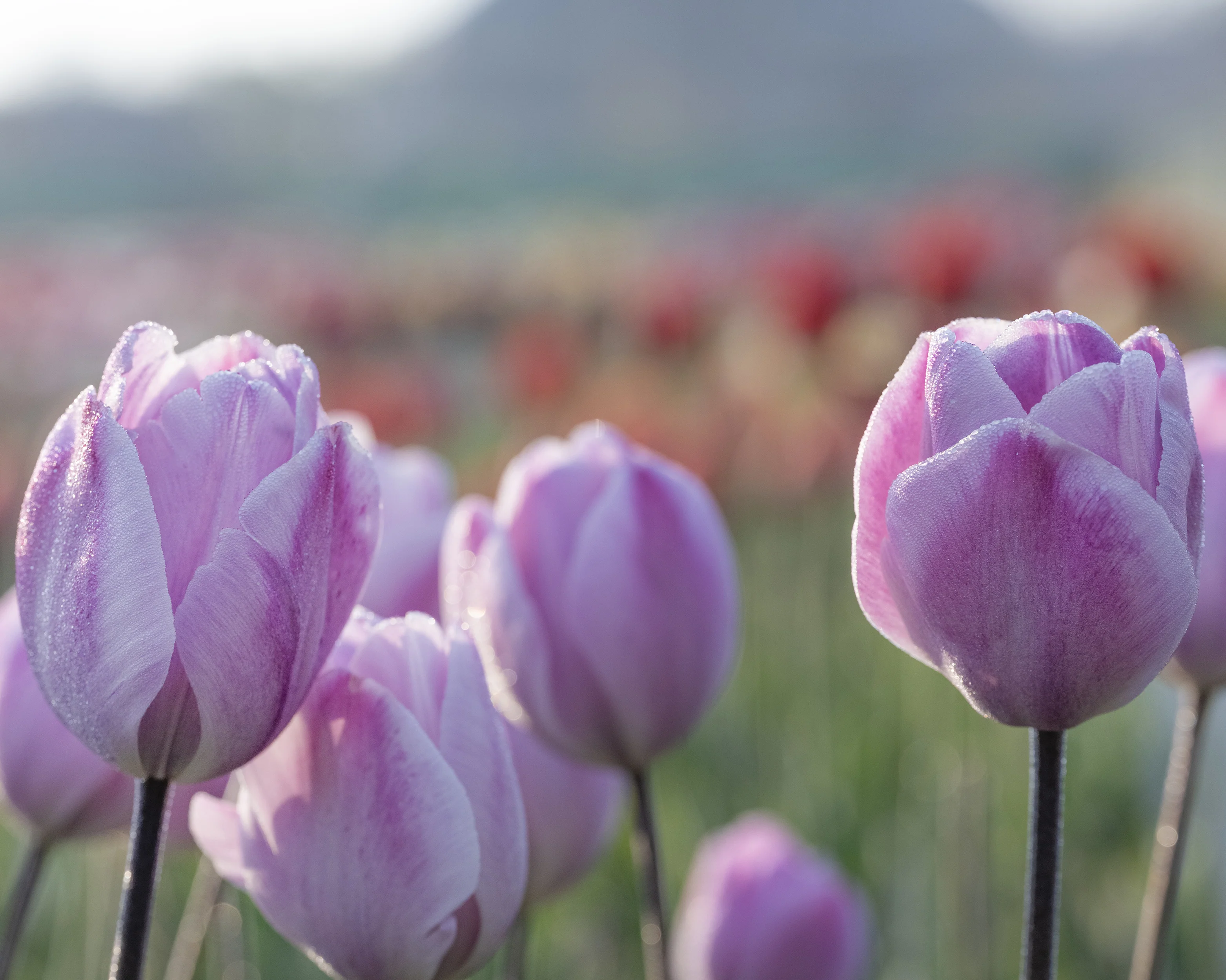Tulip 'Jacuzzi' - Image 5