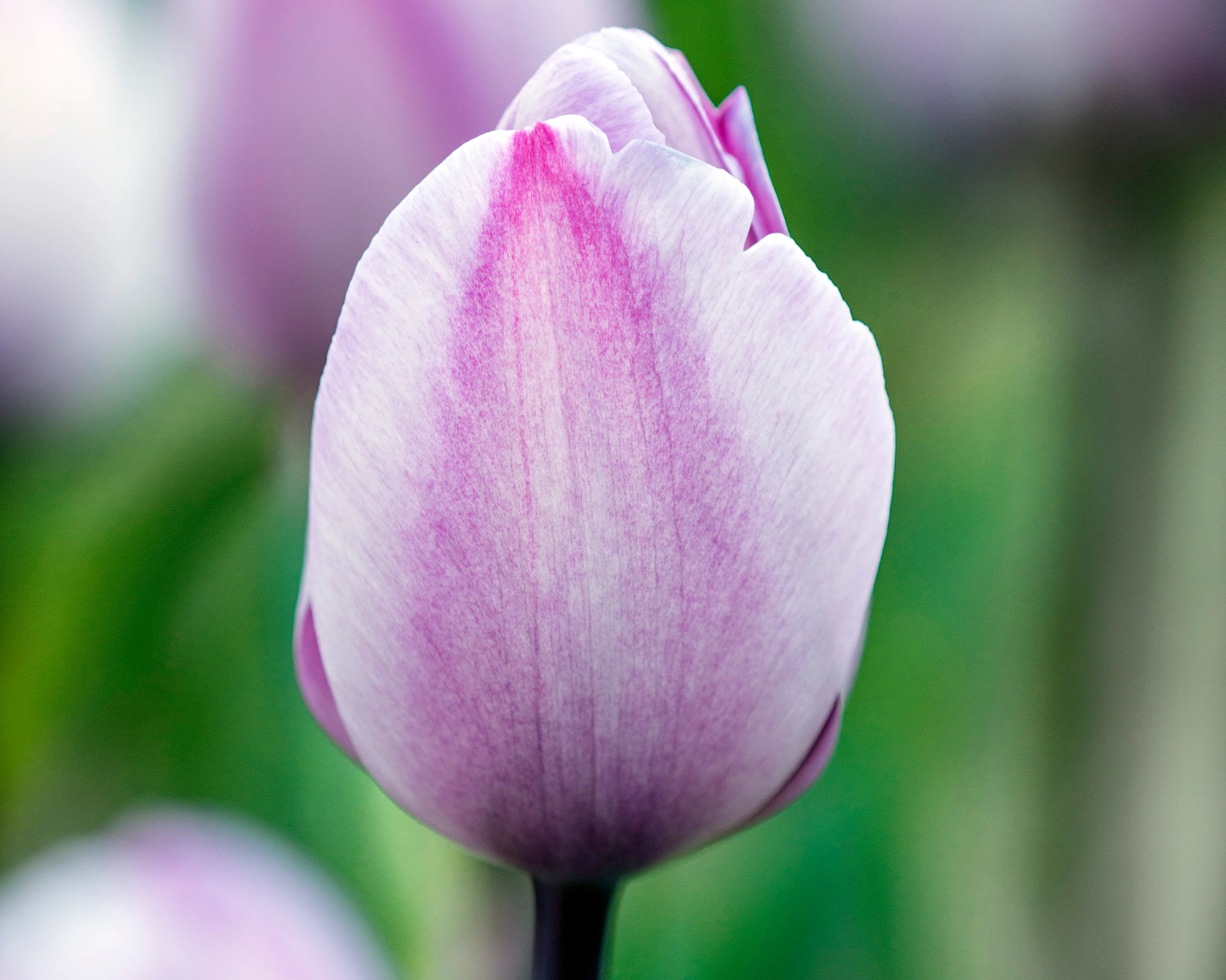 Tulip 'Jacuzzi' - Image 6