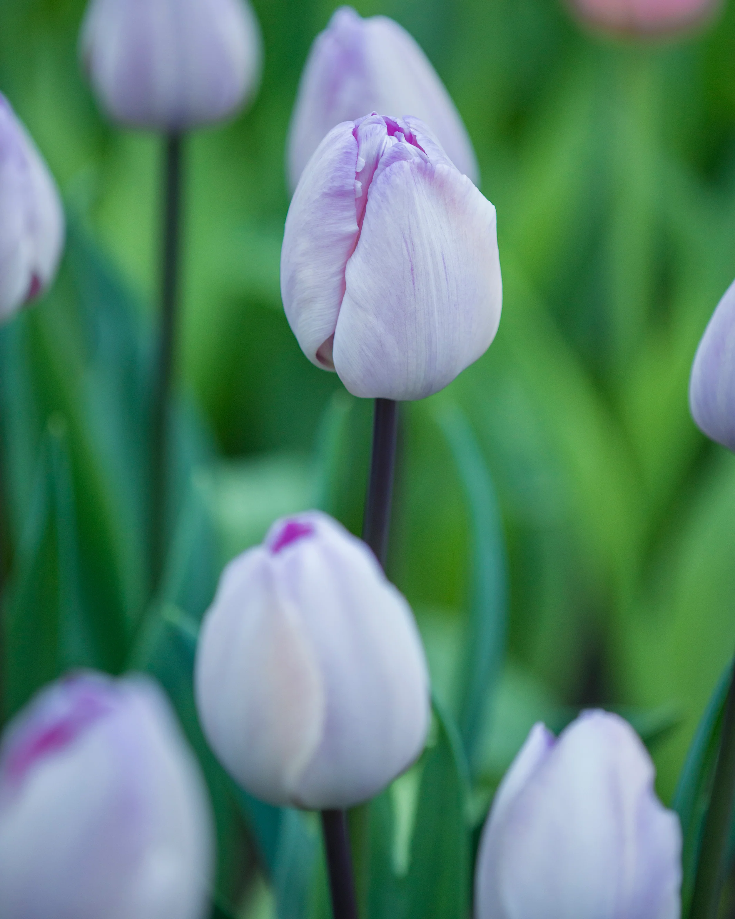 Tulip 'Jacuzzi' - Image 7