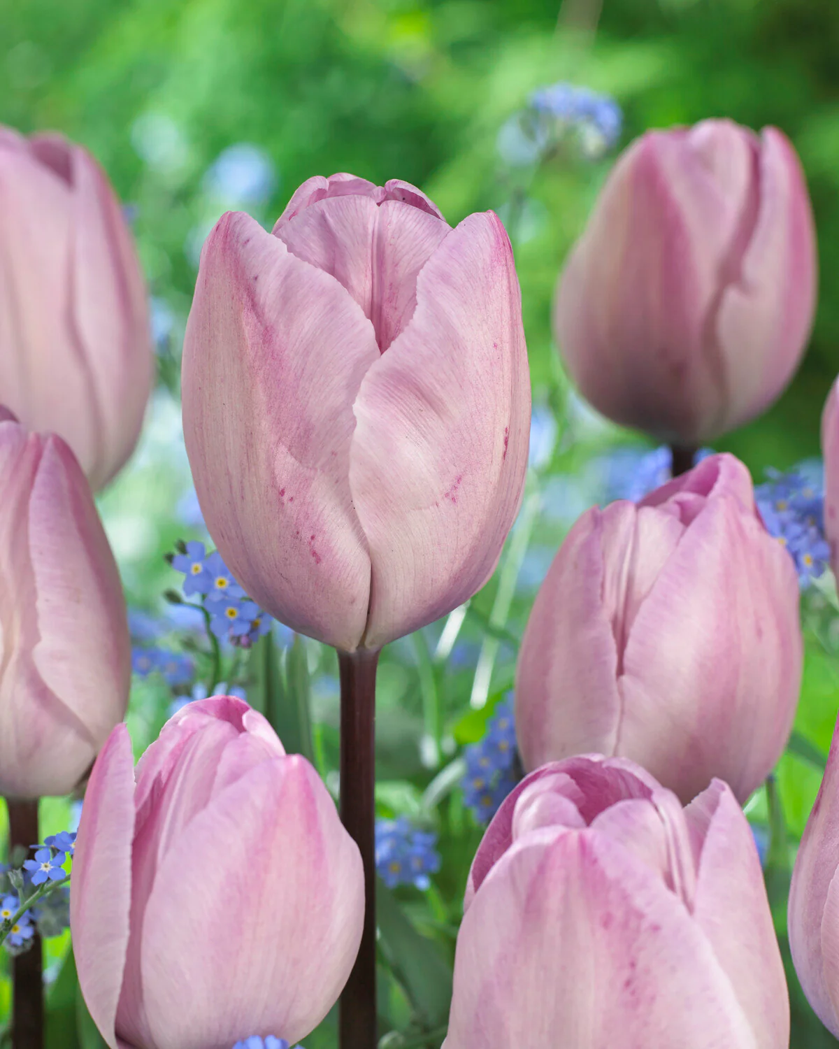 Tulip 'Jacuzzi' - Image 8