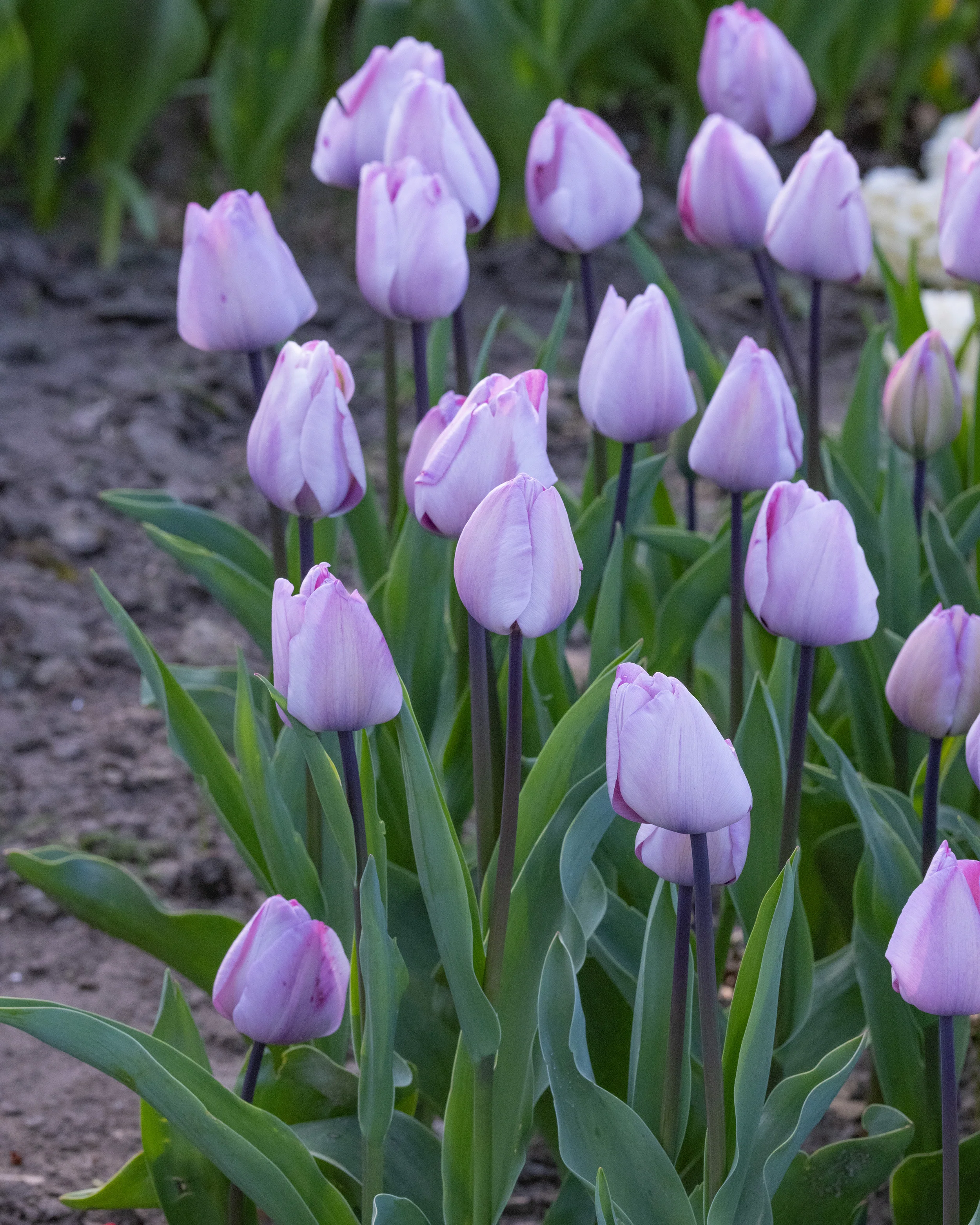 Tulip 'Jacuzzi' - Image 9