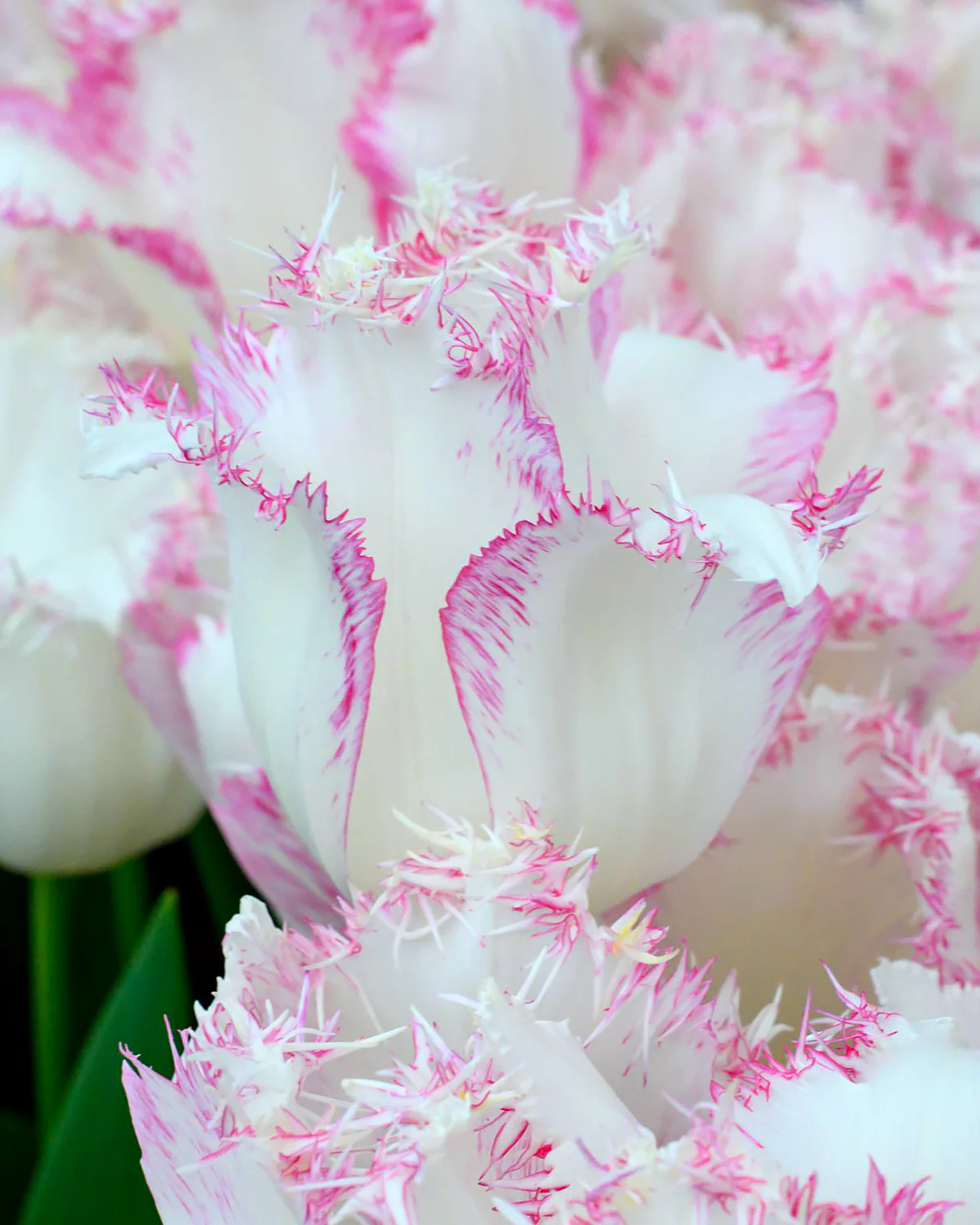 Tulip 'Lady Smile'
