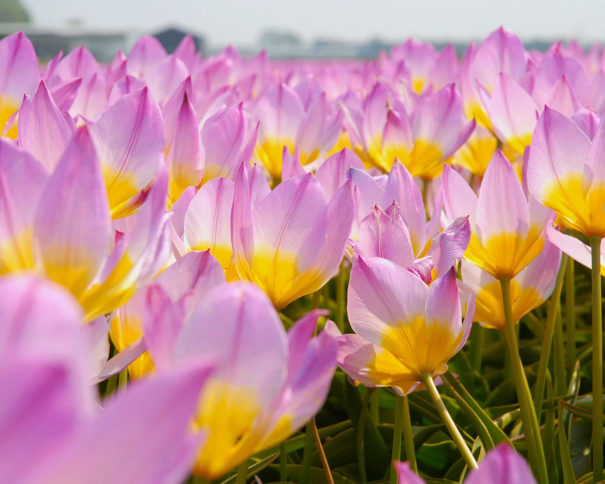 Tulip 'Lilac Wonder' - Image 4