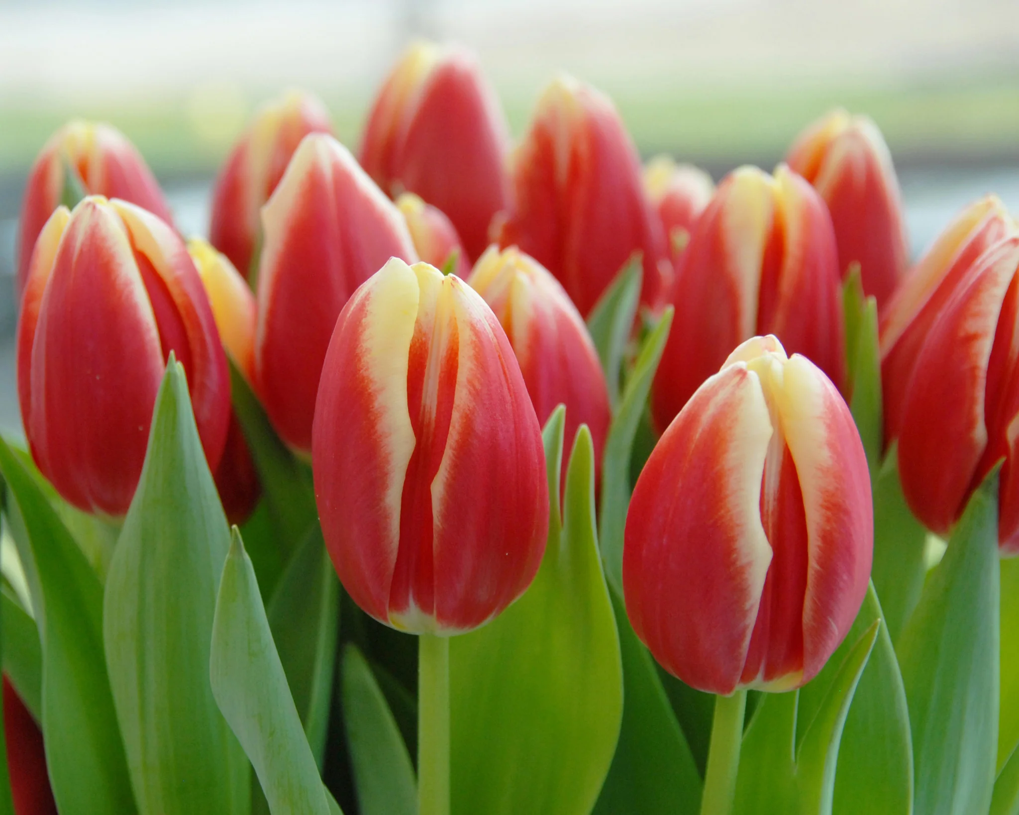 Tulip 'Lucky Strike' - Image 3