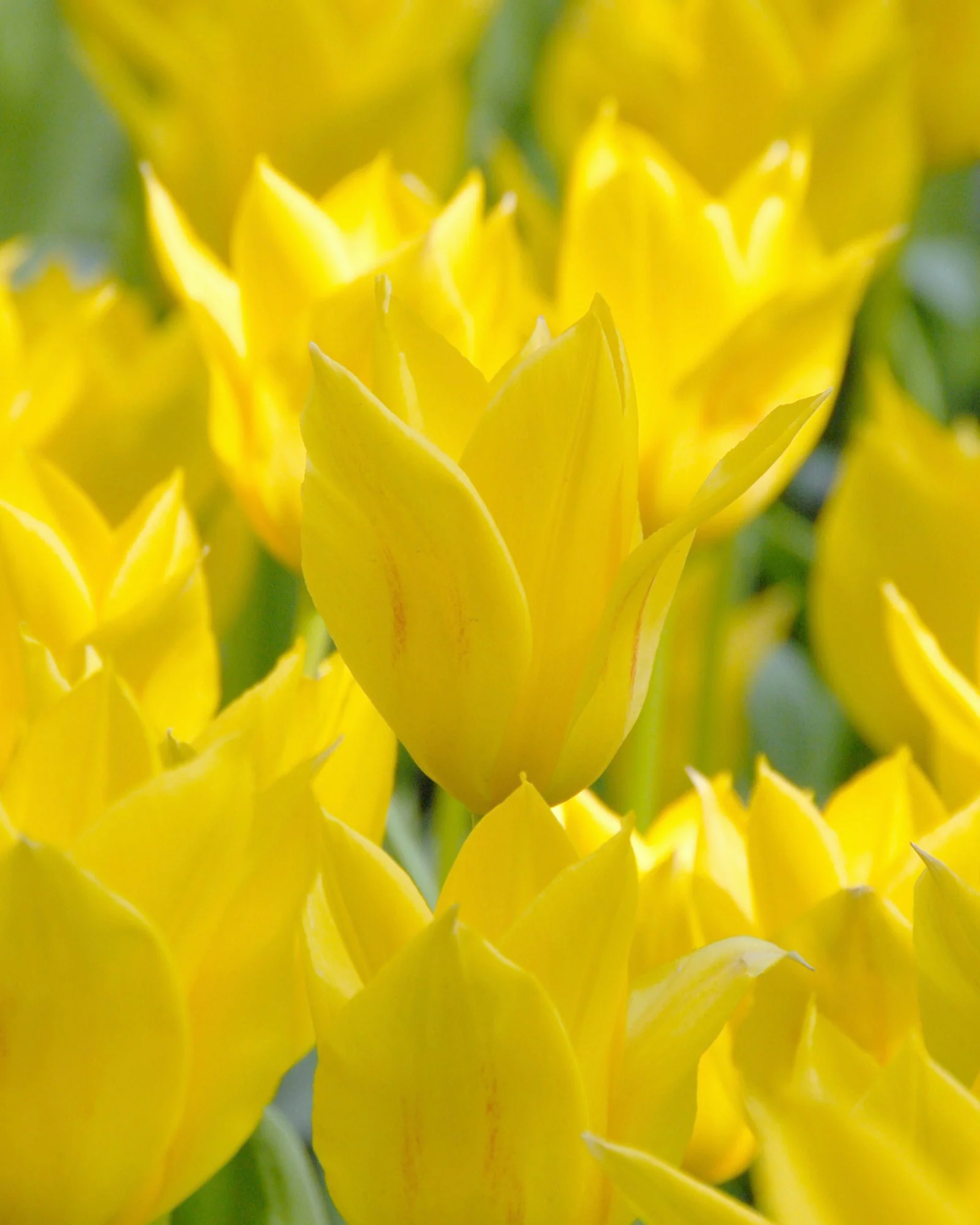 Tulip 'Marie José'