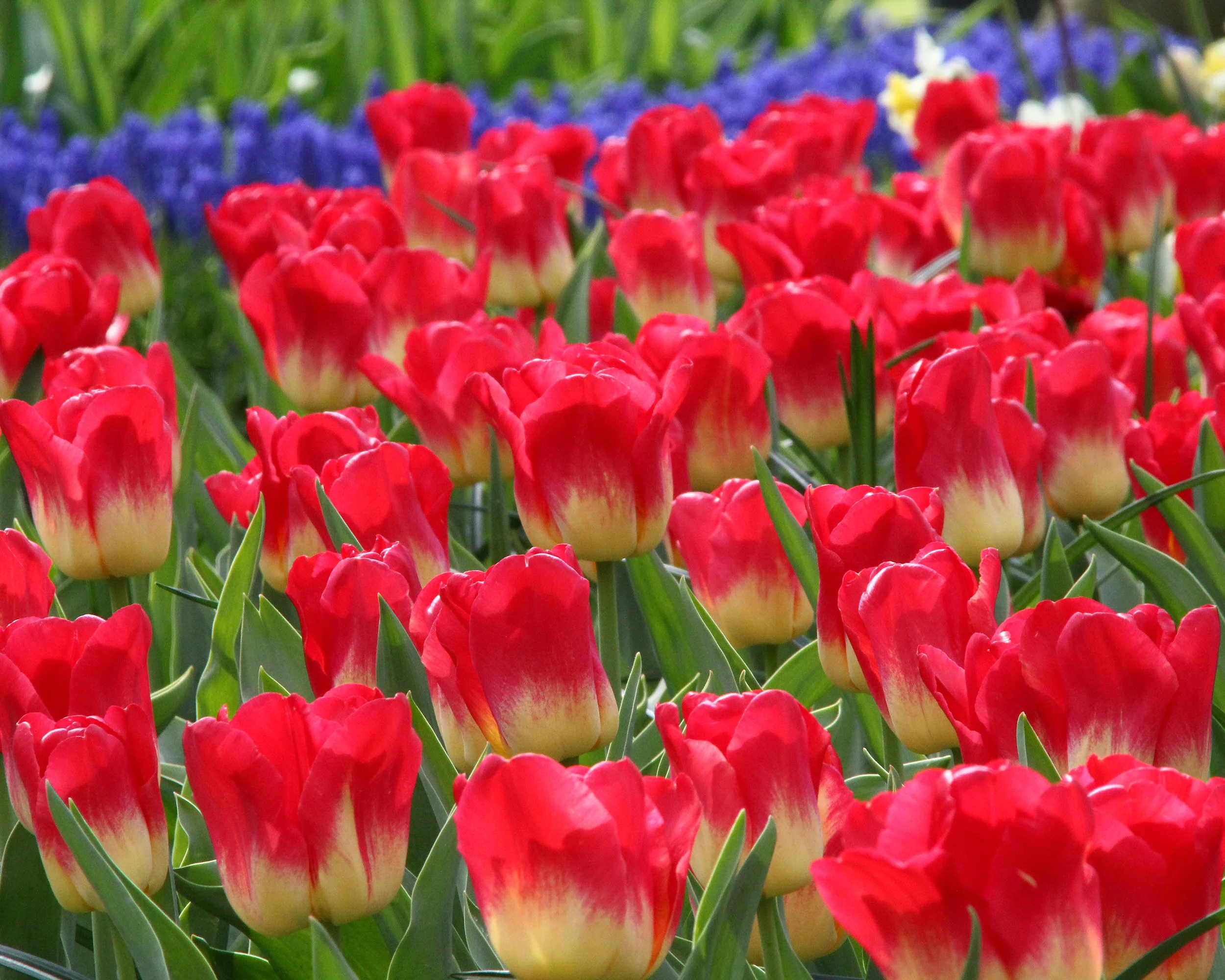 Tulip 'Match' - Image 3