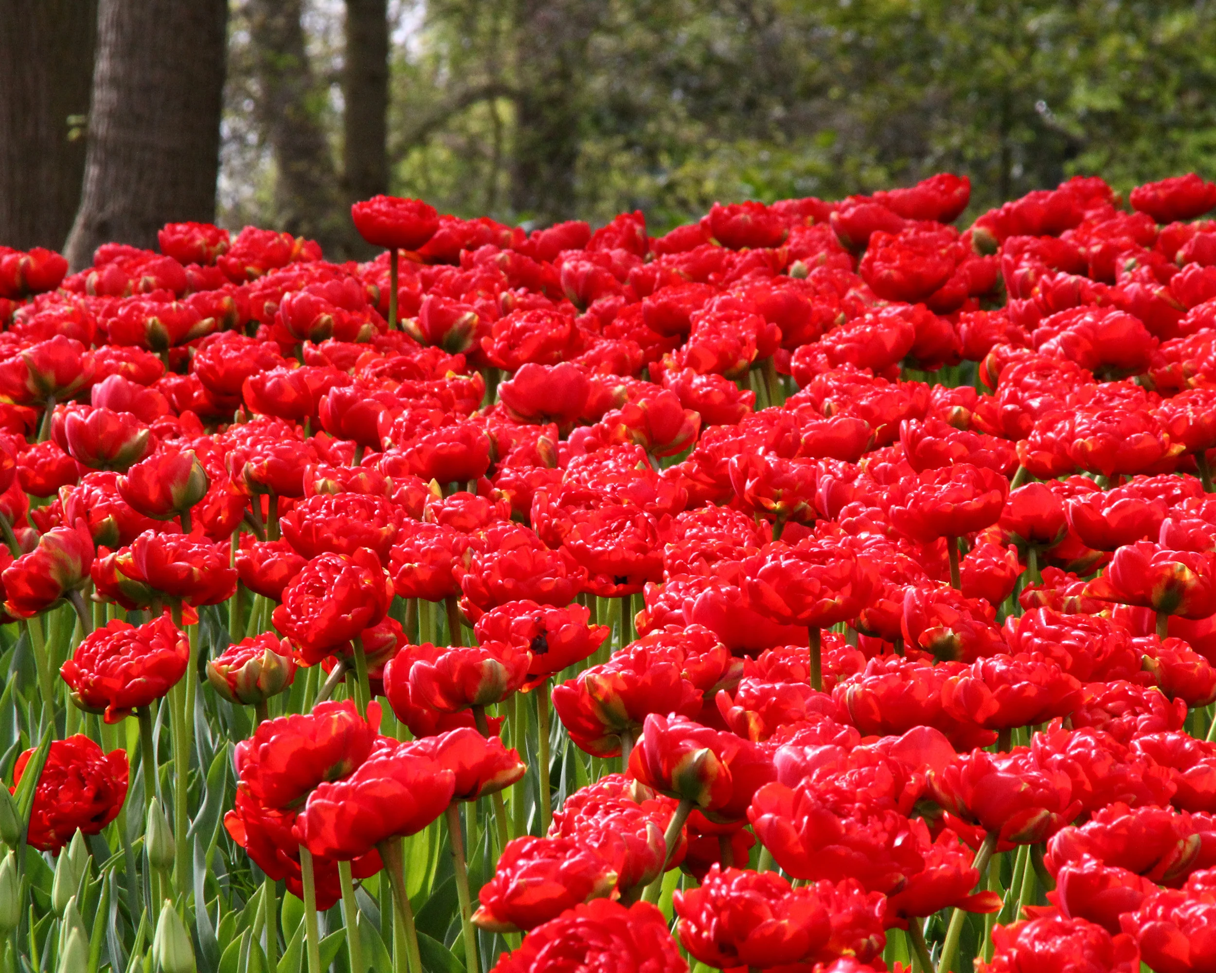 Tulip 'Miranda' - Image 3