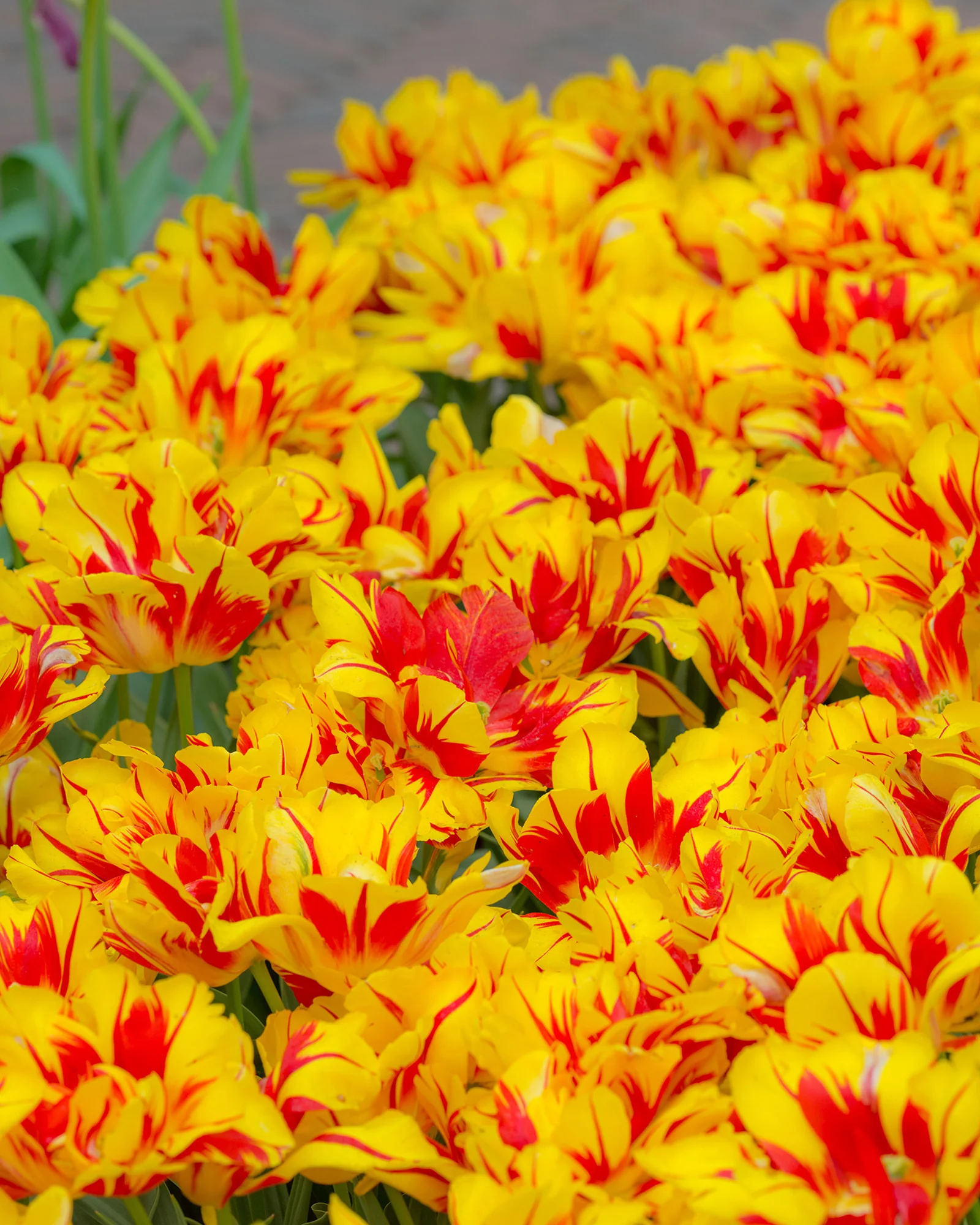 Tulip 'Monsella' - Image 3