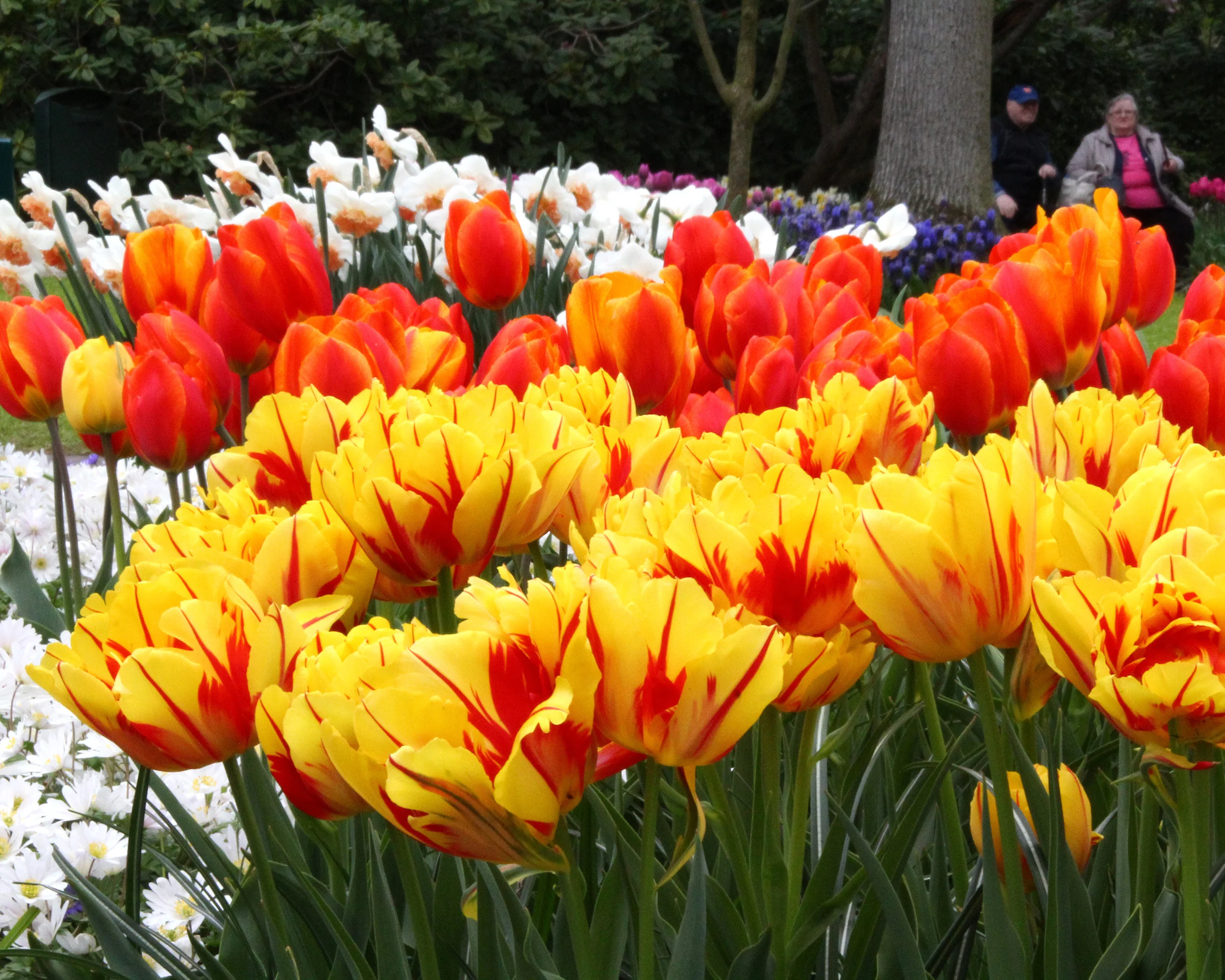 Tulip 'Monsella' - Image 5