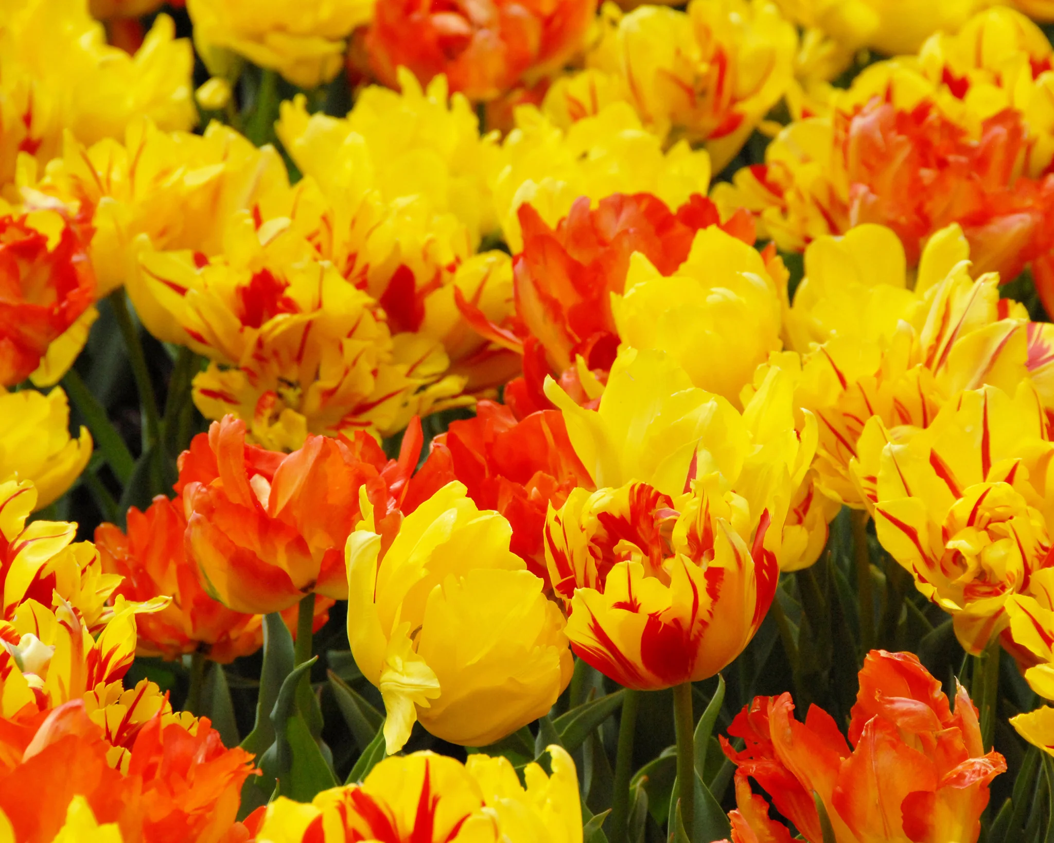 Tulip 'Monsella' - Image 6