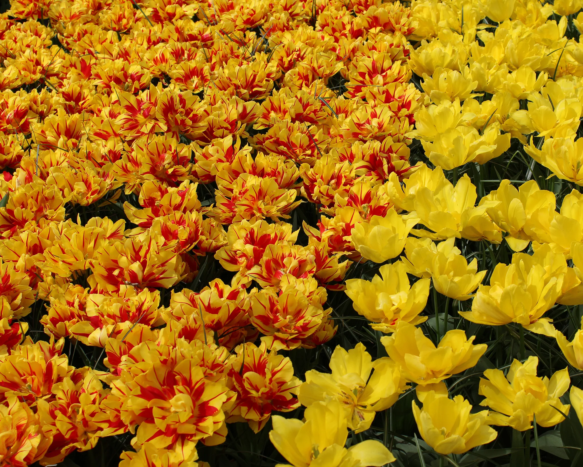 Tulip 'Monsella' - Image 7