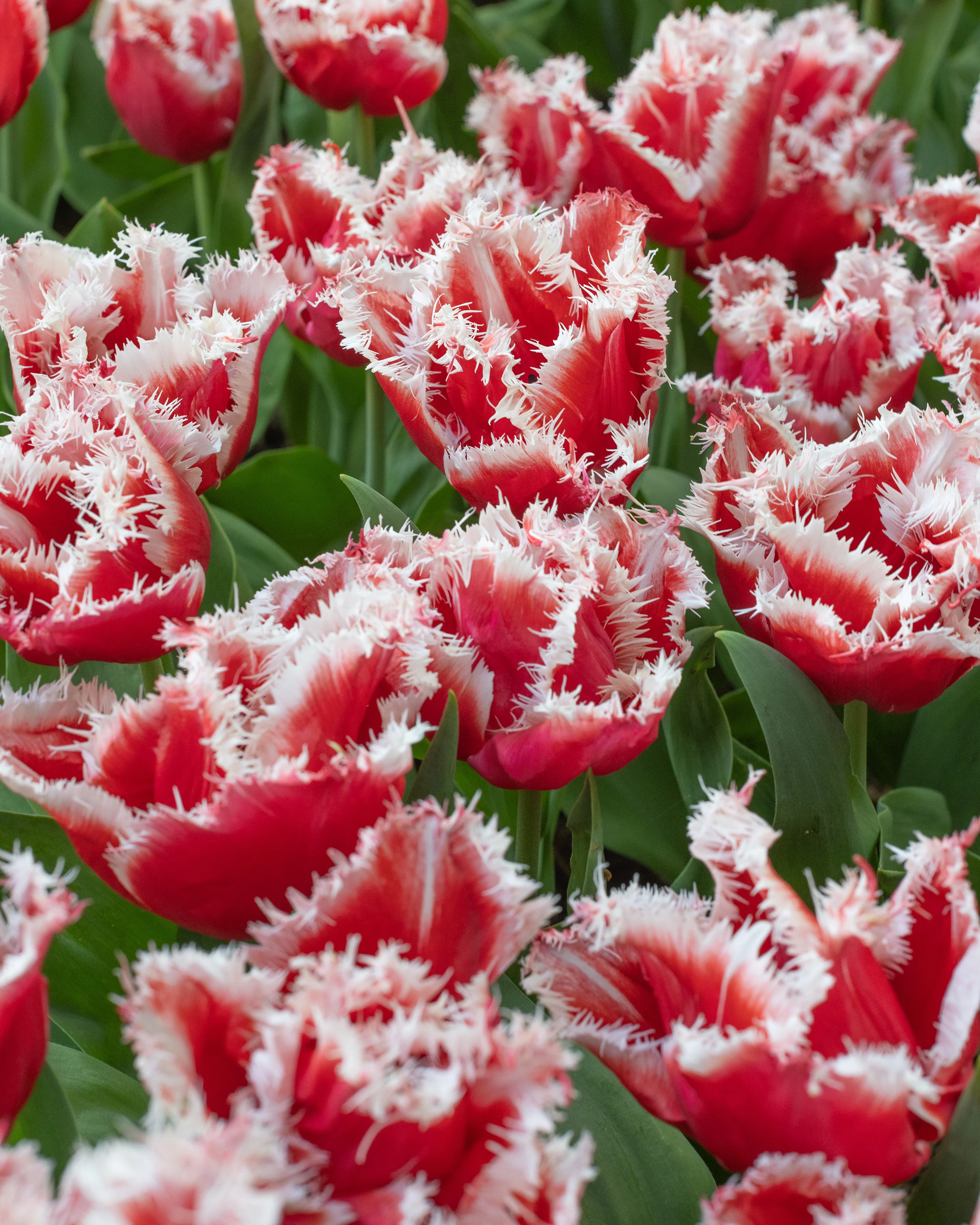 Tulip 'New Santa'