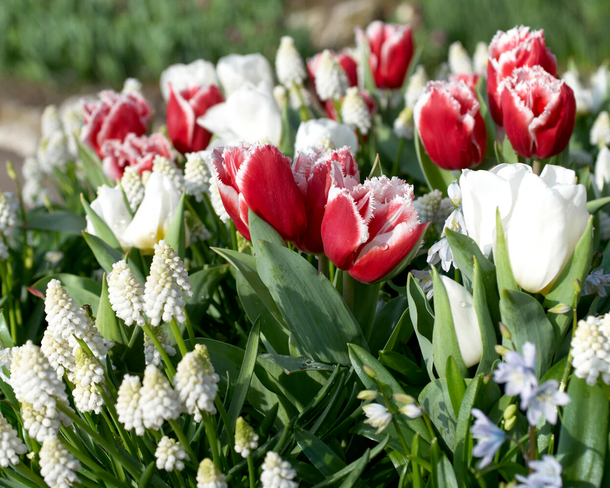 Tulip 'New Santa' - Image 6