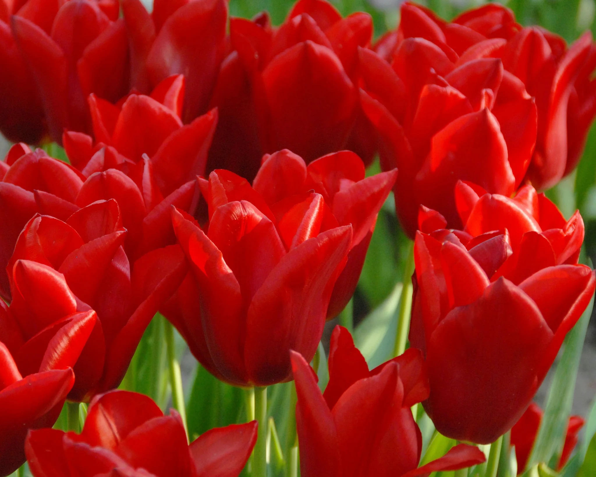 Tulip 'Oscar' - Image 5