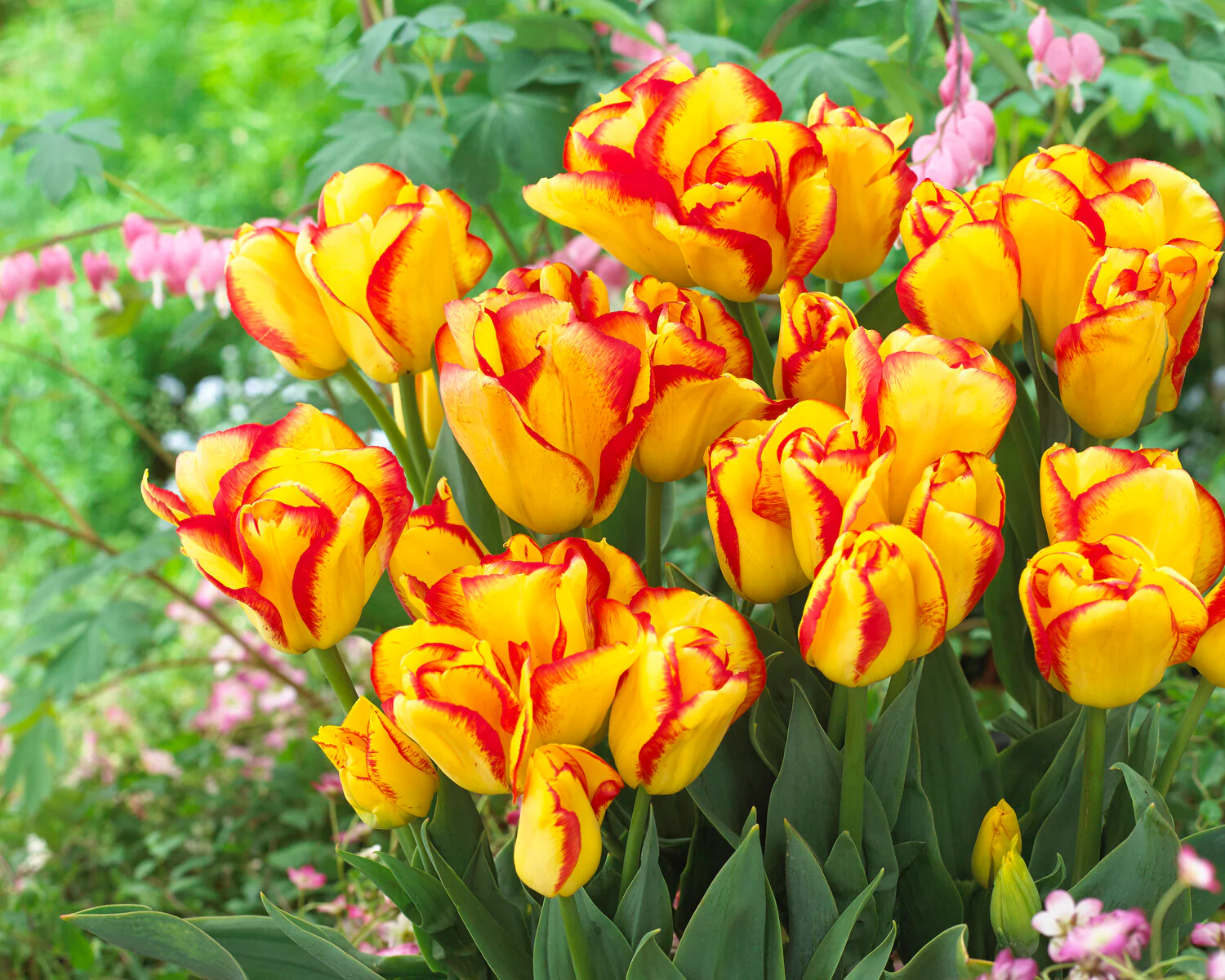 Tulip 'Outbreak' - Image 3
