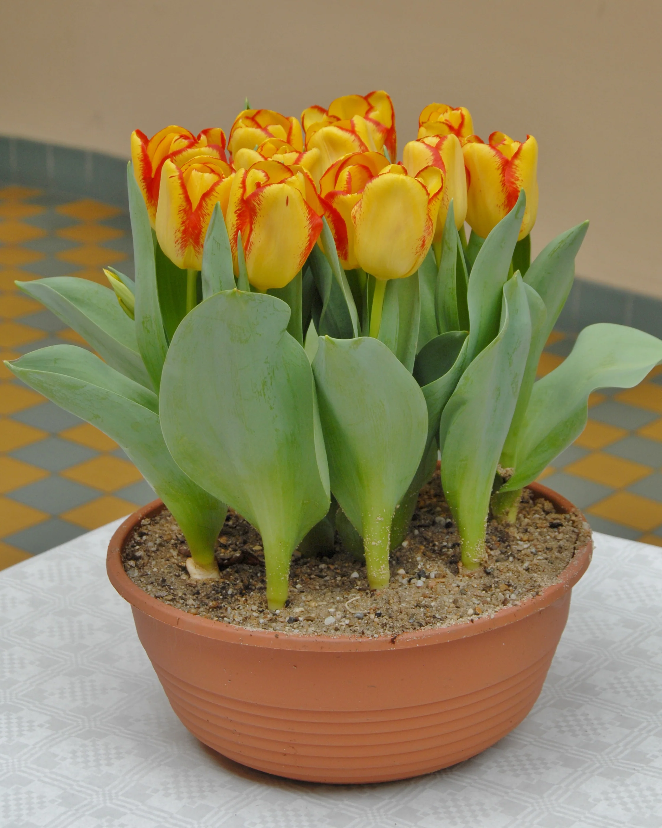 Tulip 'Outbreak' - Image 6