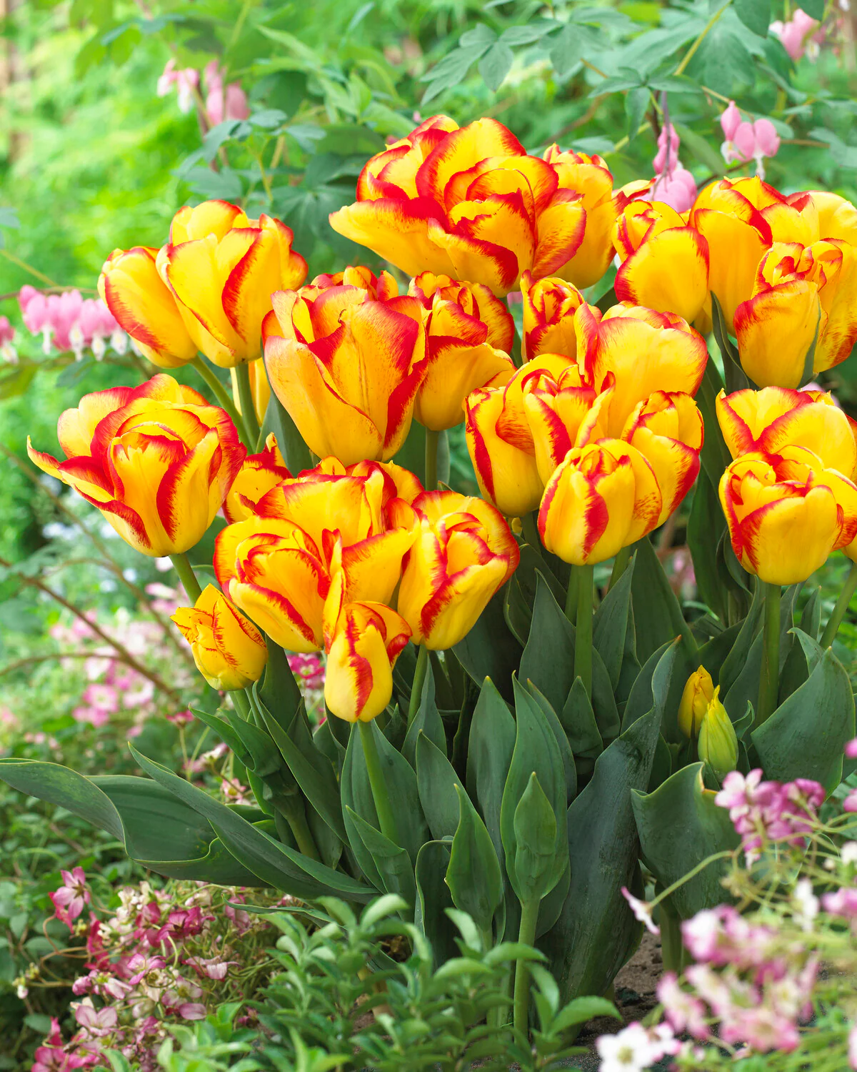 Tulip 'Outbreak' - Image 7