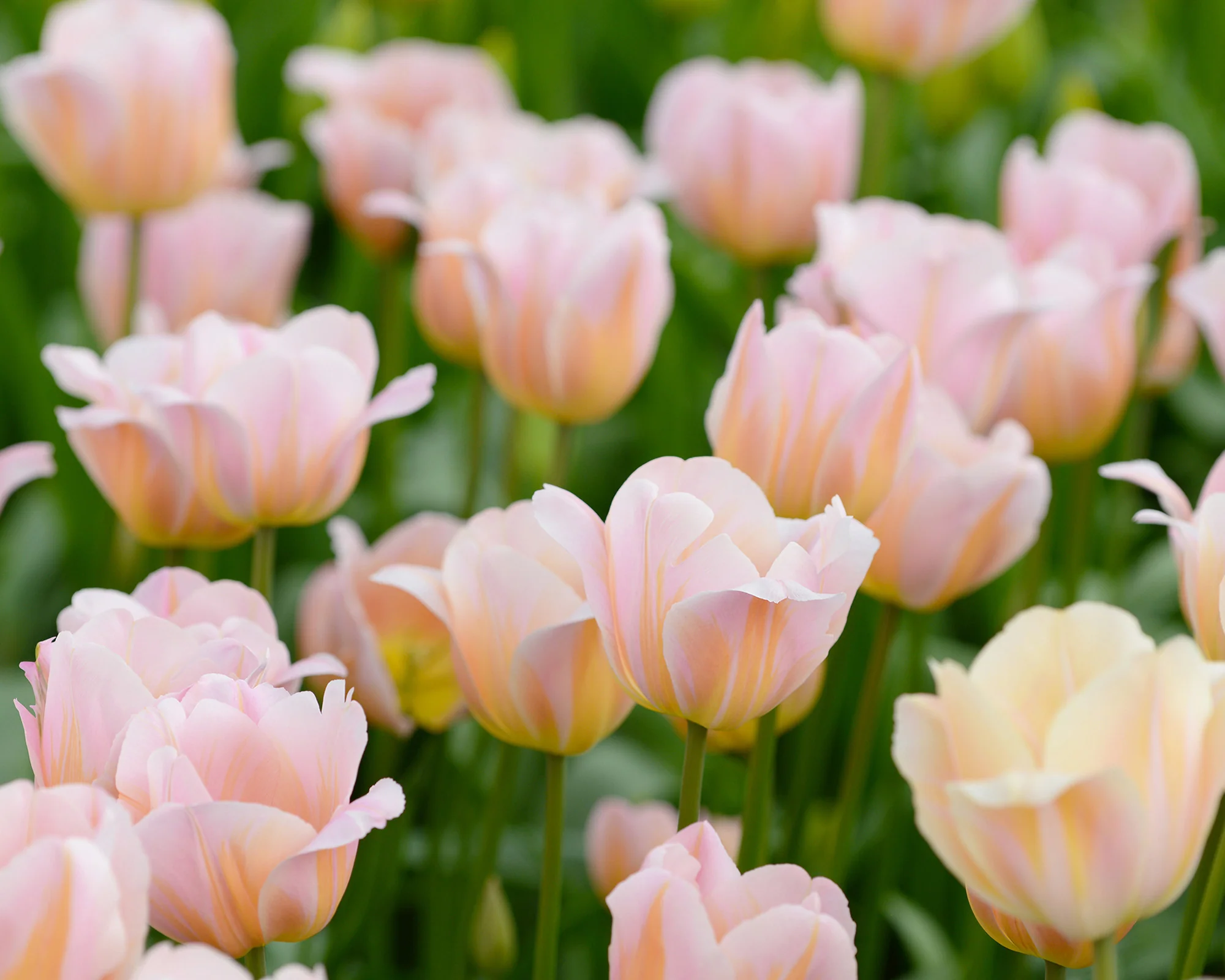 Tulip 'Peace Flame' - Image 3