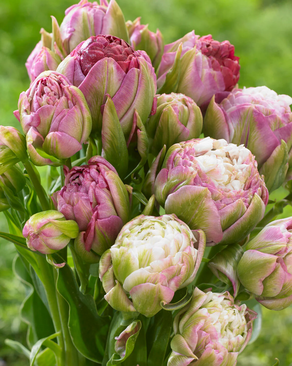 Tulip 'Peggy Wonder' - Image 2