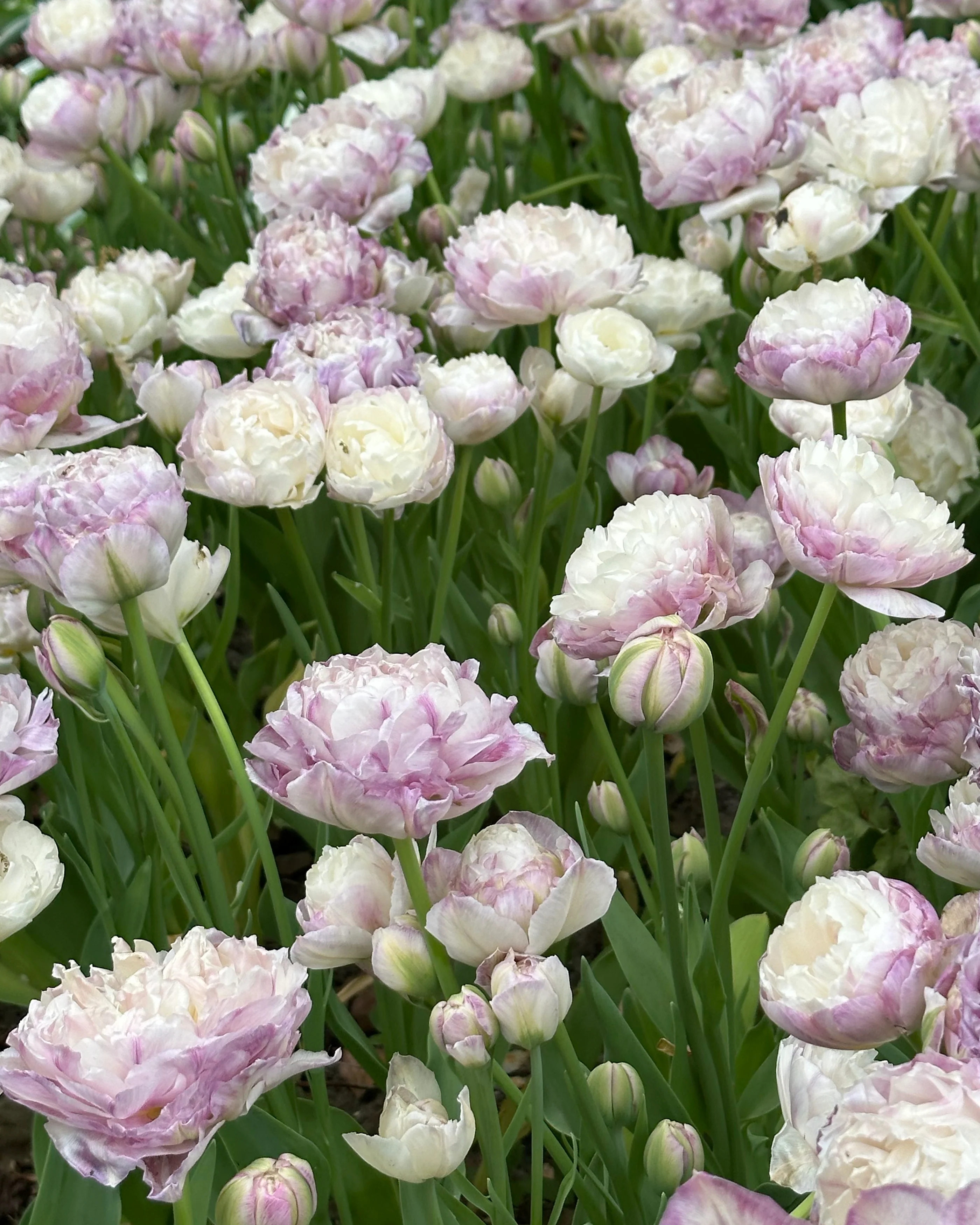Tulip 'Peggy Wonder' - Image 3