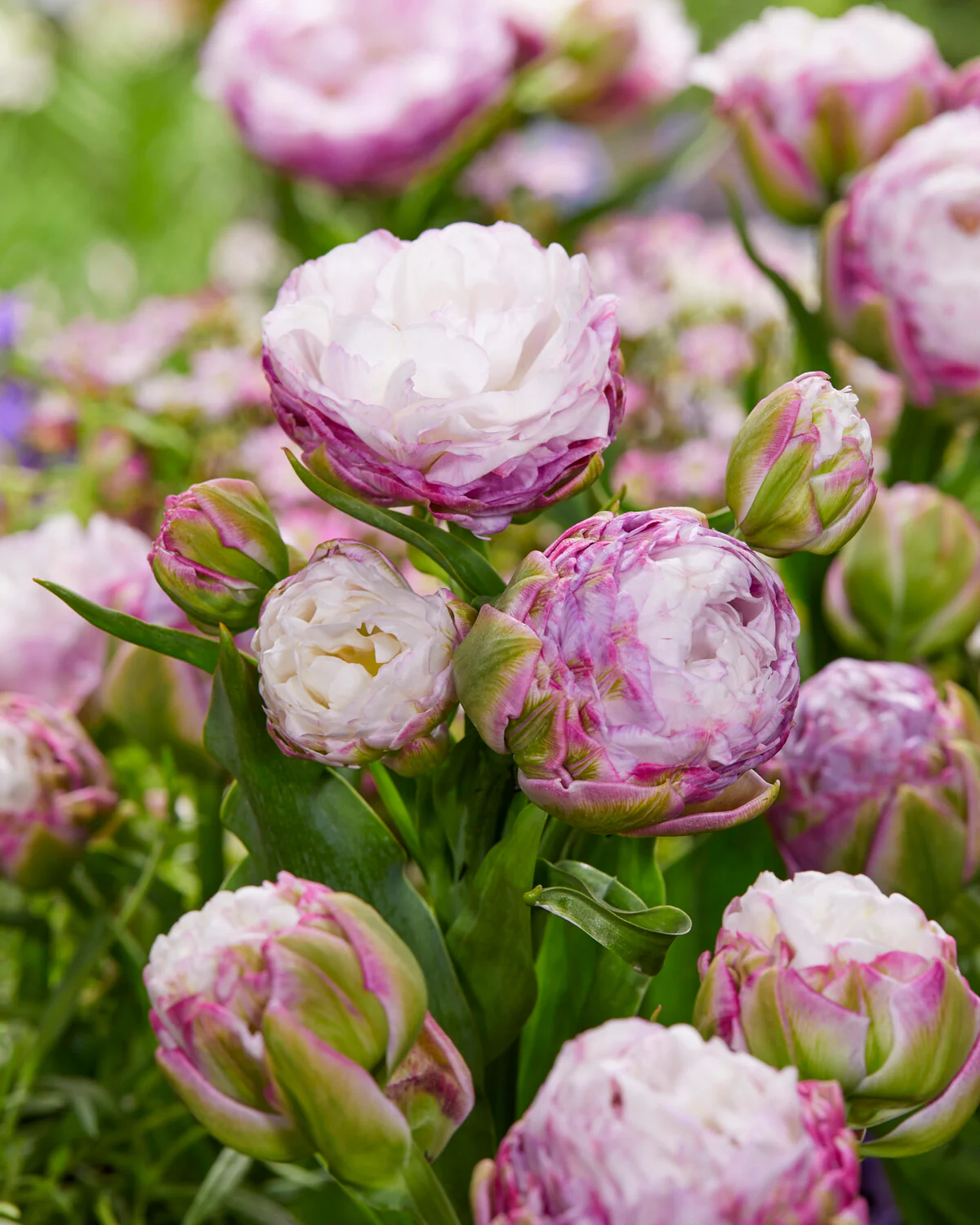 Tulip 'Peggy Wonder' - Image 5