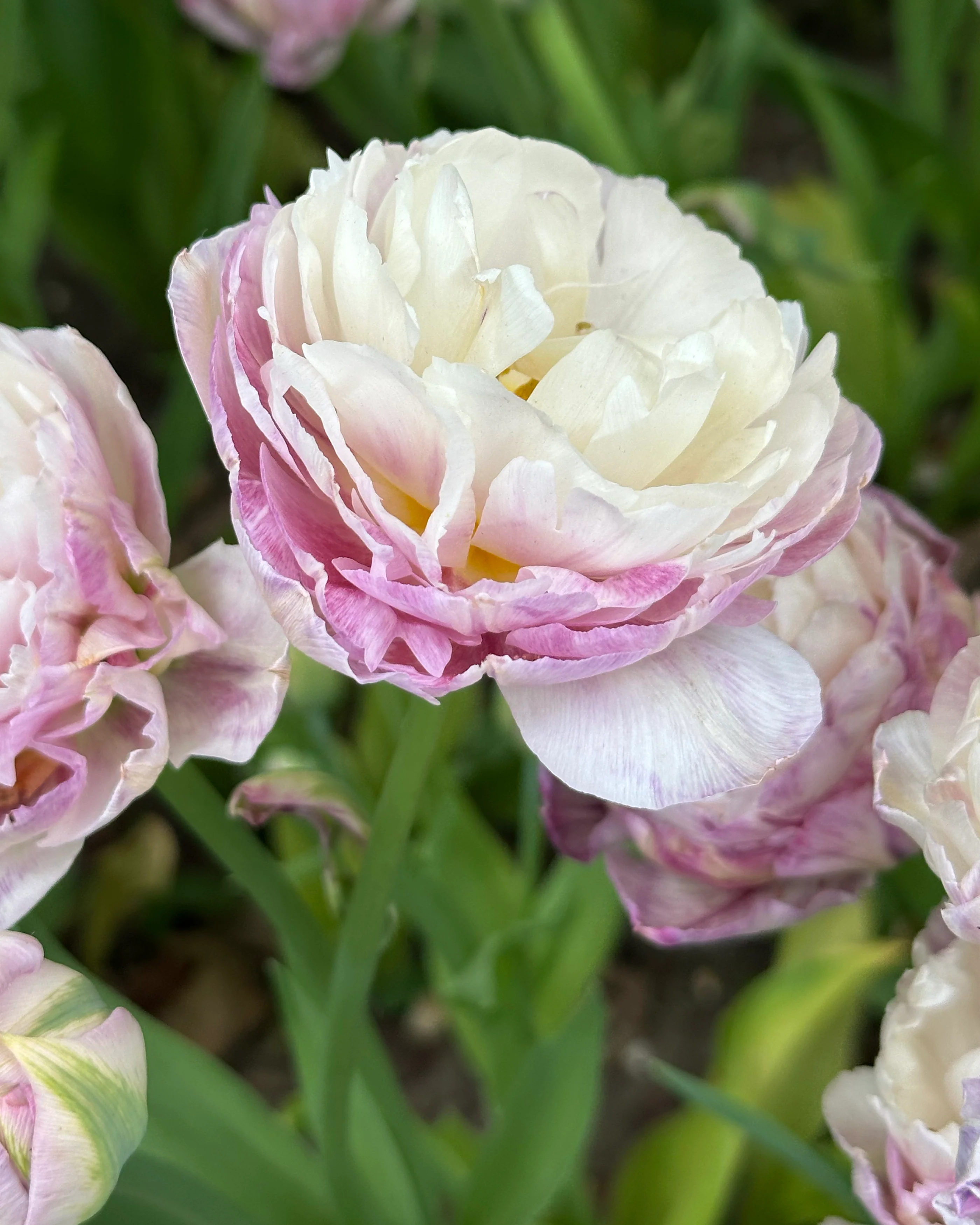Tulip 'Peggy Wonder' - Image 8