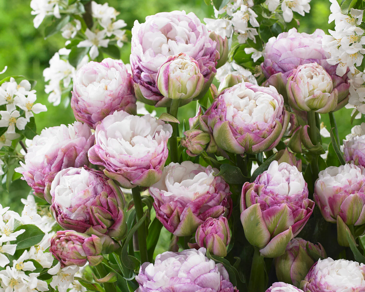 Tulip 'Peggy Wonder' - Image 9