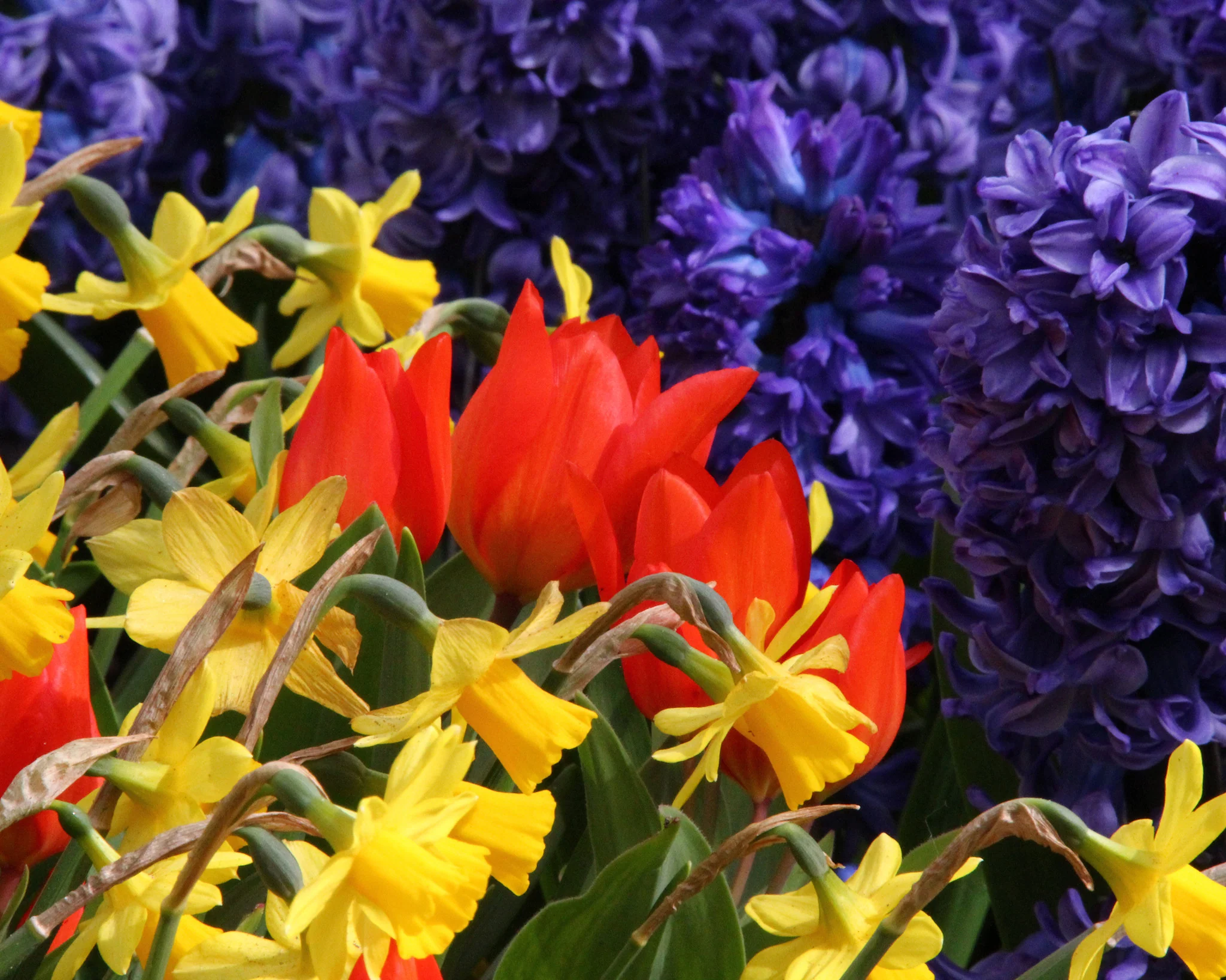 Tulip praestans 'Fusilier' - Image 7