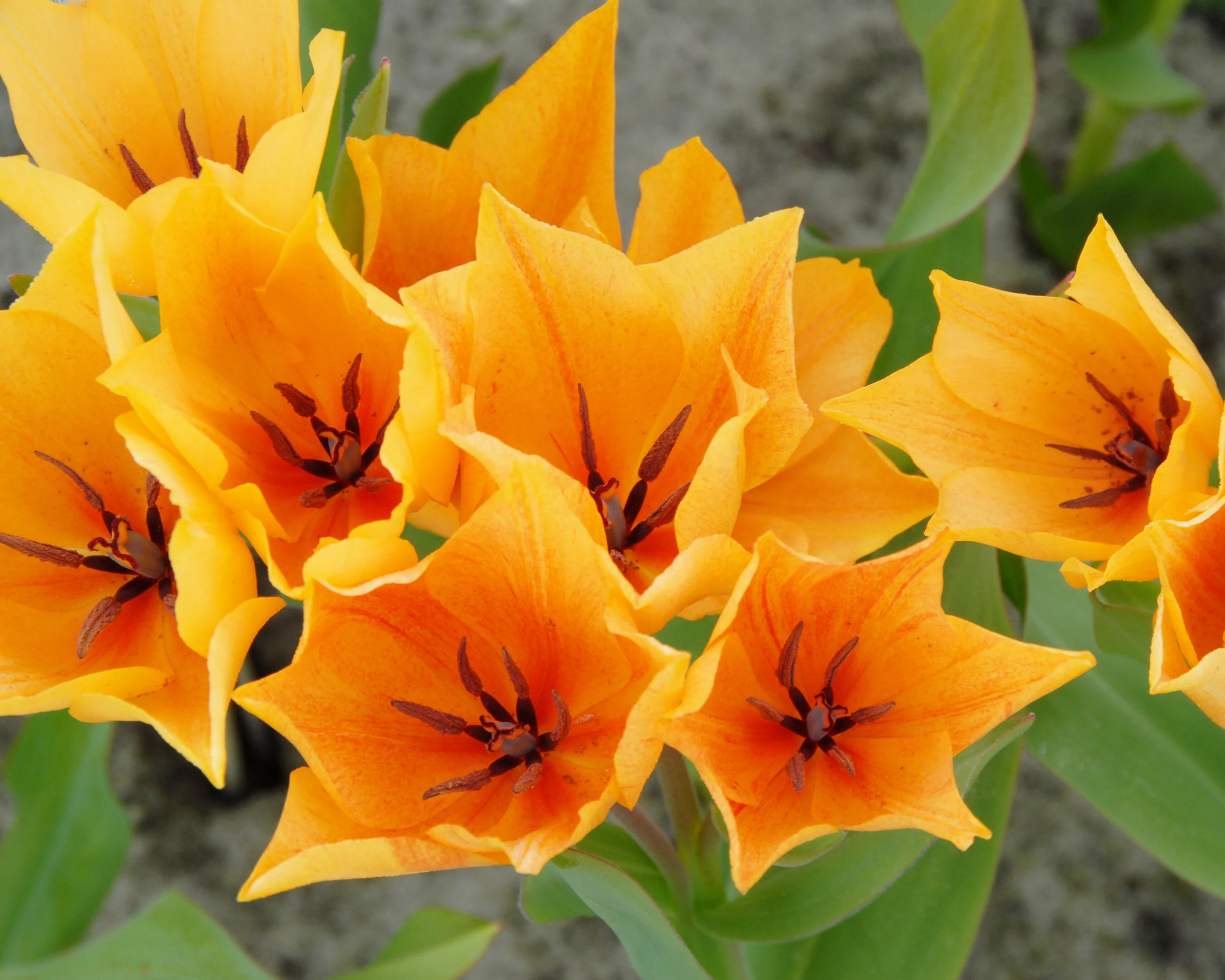 Tulip praestans 'Shogun' - Image 4