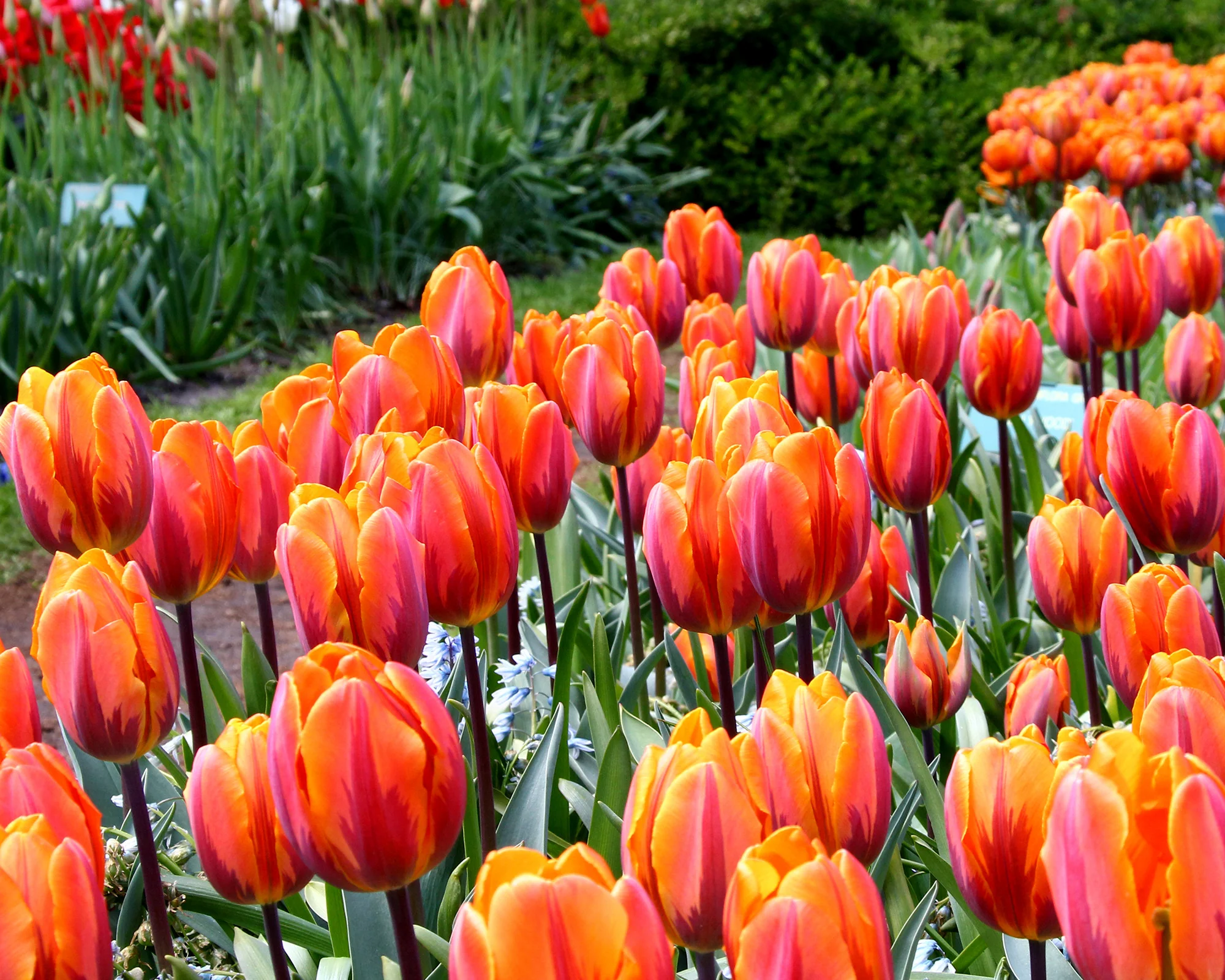 Tulip 'Prinses Irene' - Image 6
