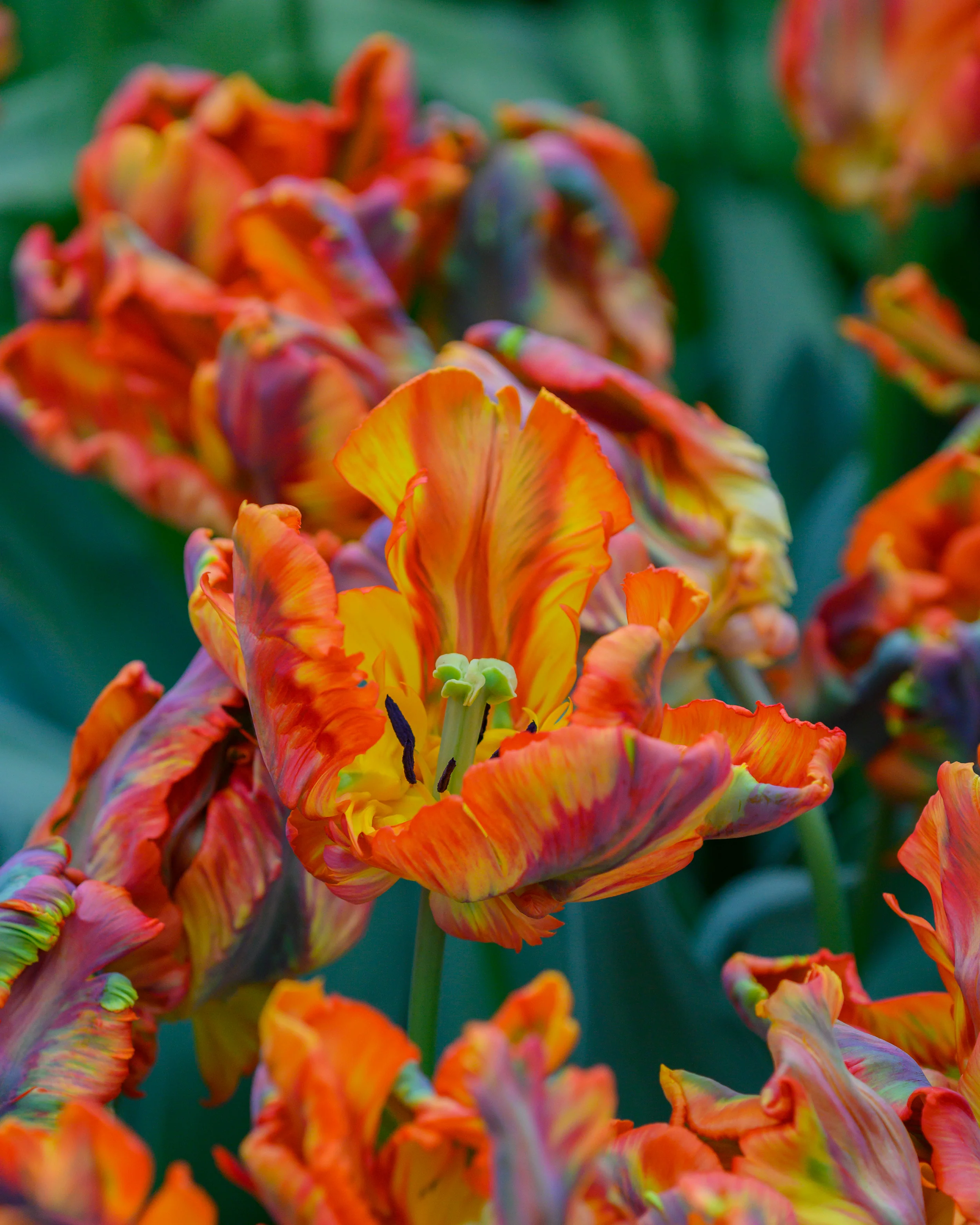 Tulip 'Rasta Parrot' - Image 6