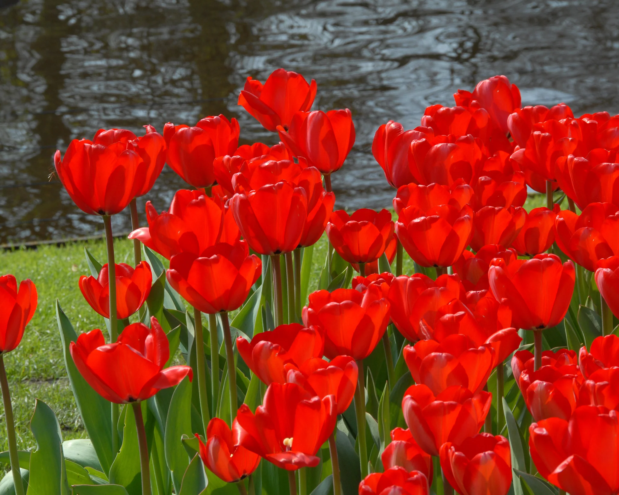 Tulip 'Red Impression' - Image 4