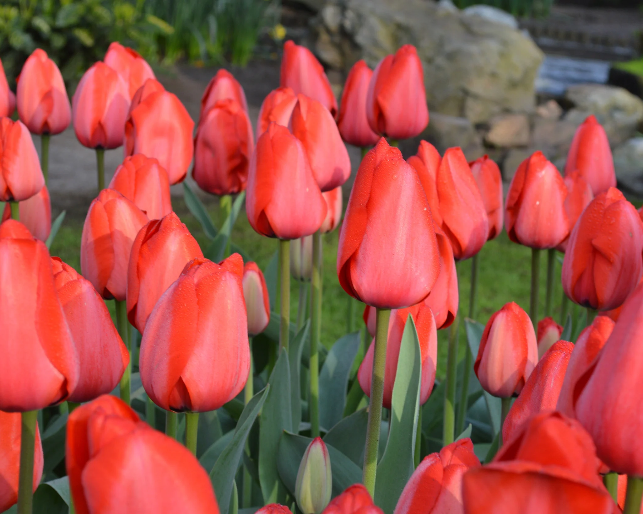 Tulip 'Red Impression' - Image 5