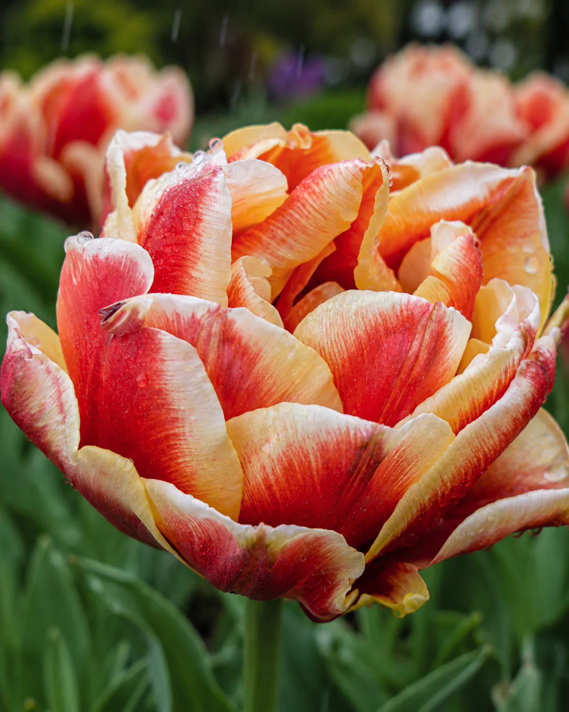Tulip 'Rhubarb Ripple' - Image 2