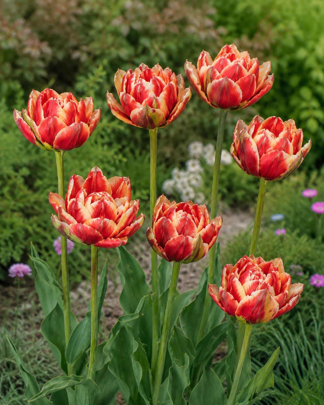 Tulip 'Rhubarb Ripple' - Image 3