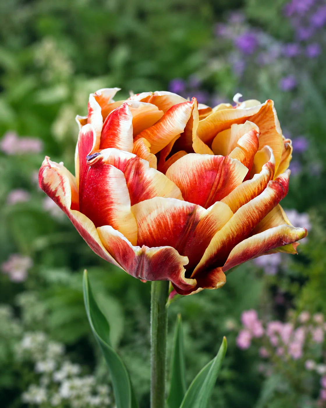Tulip 'Rhubarb Ripple' - Image 4