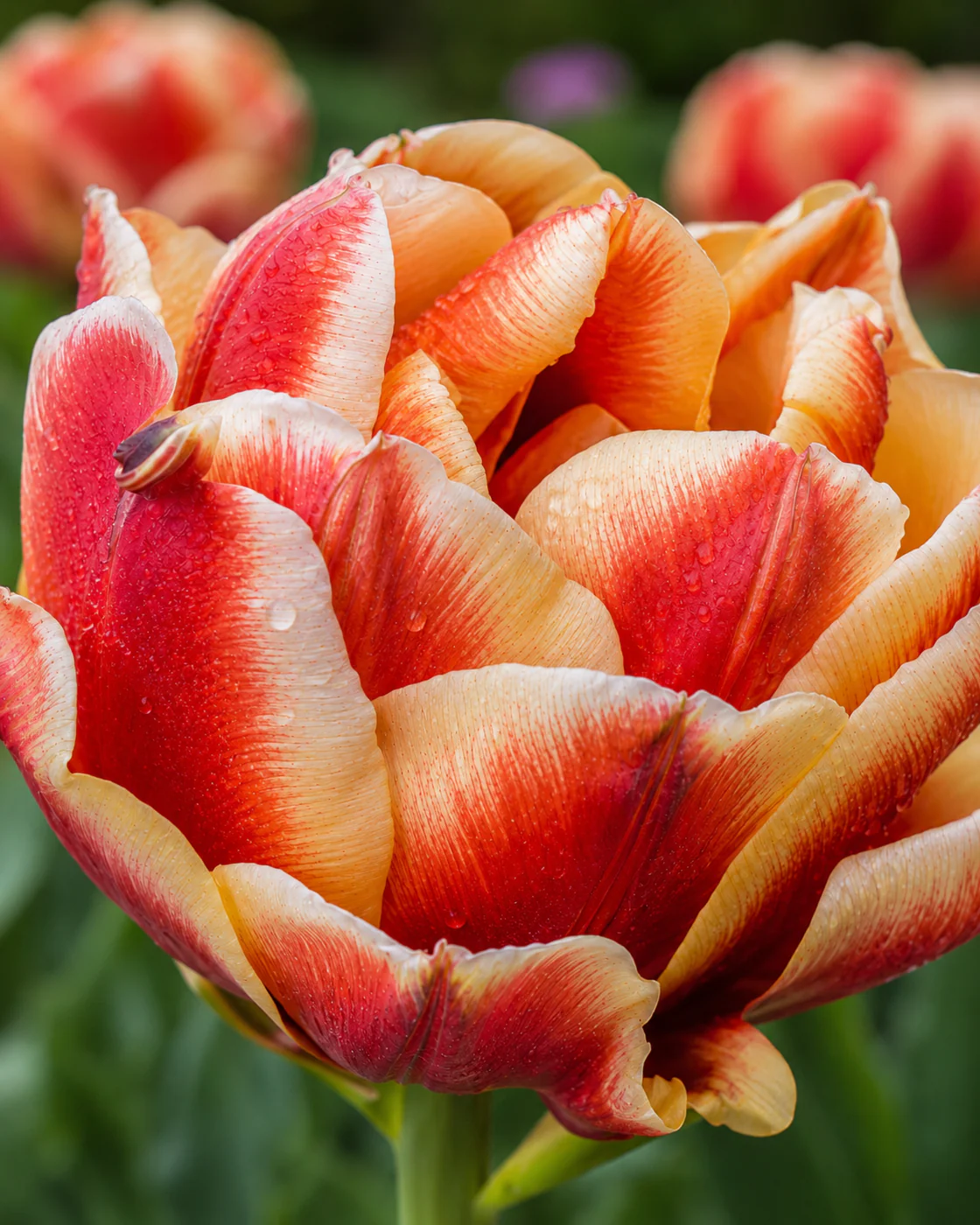 Tulip 'Rhubarb Ripple' - Image 5