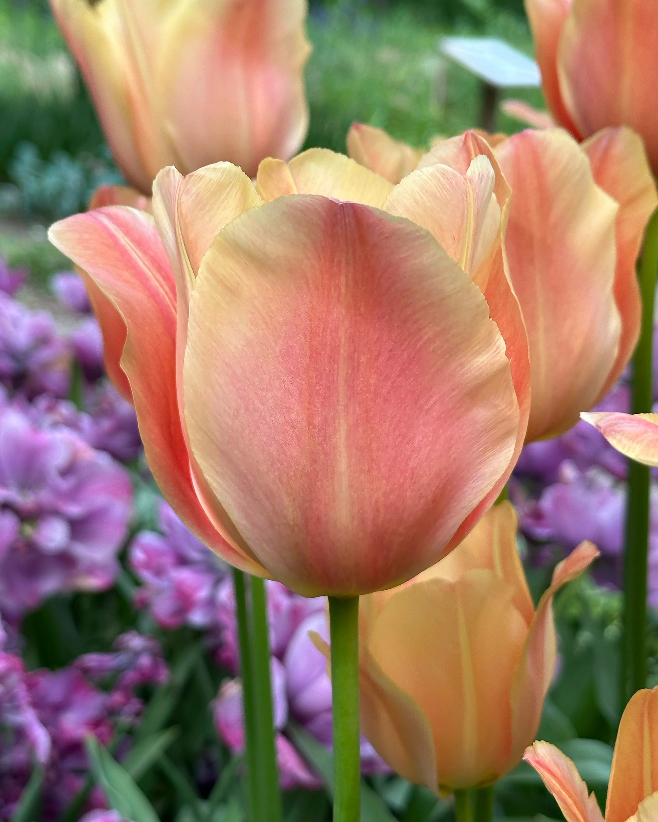 Tulip 'Stunning Beauty'