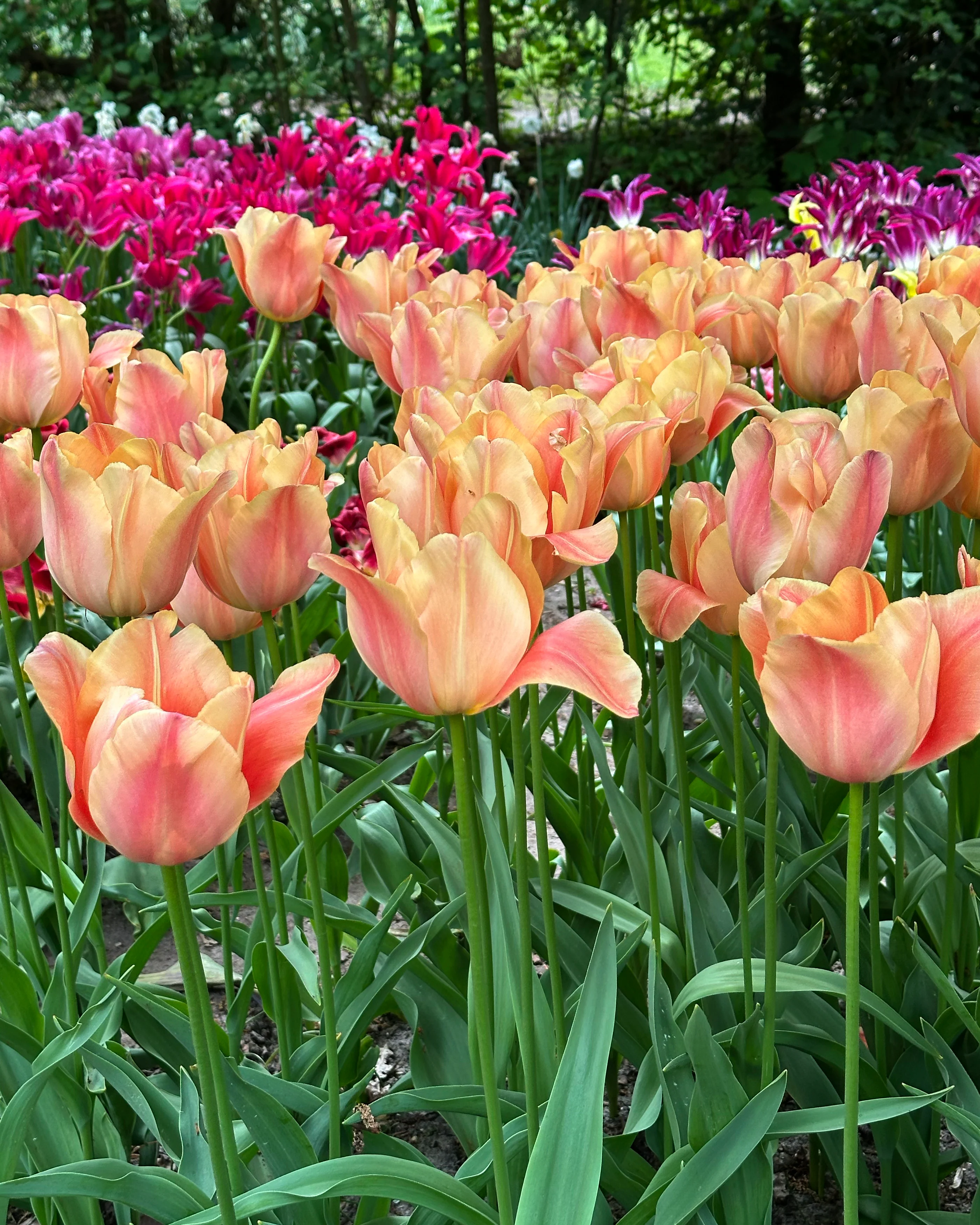 Tulip 'Stunning Beauty' - Image 2