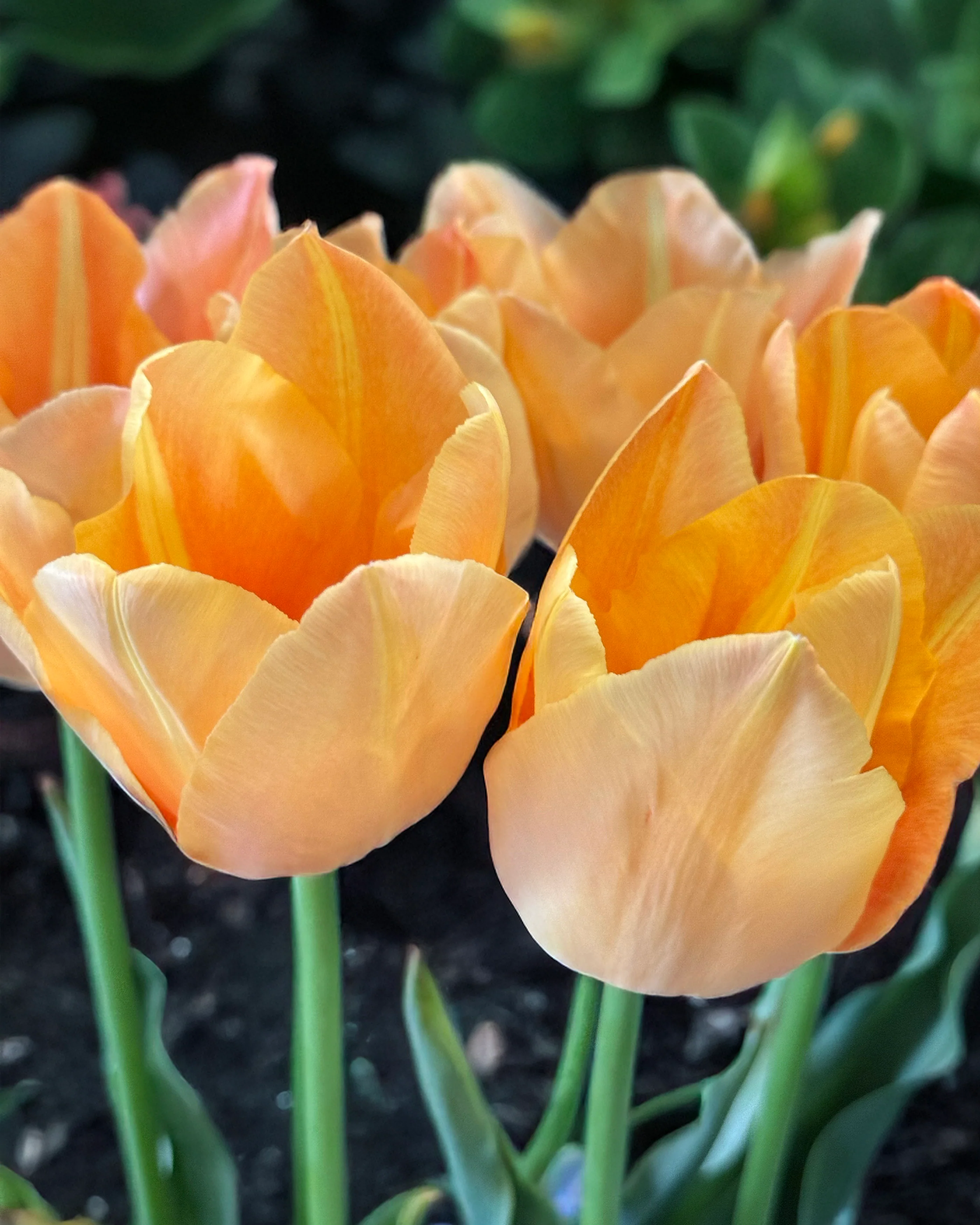 Tulip 'Stunning Beauty' - Image 7