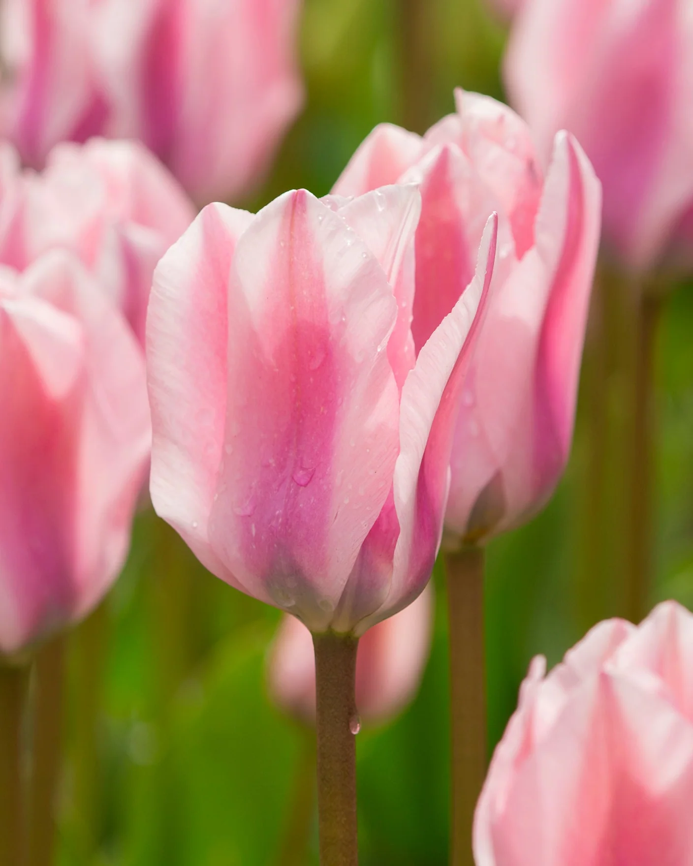 Tulip 'Sweet Sixteen'