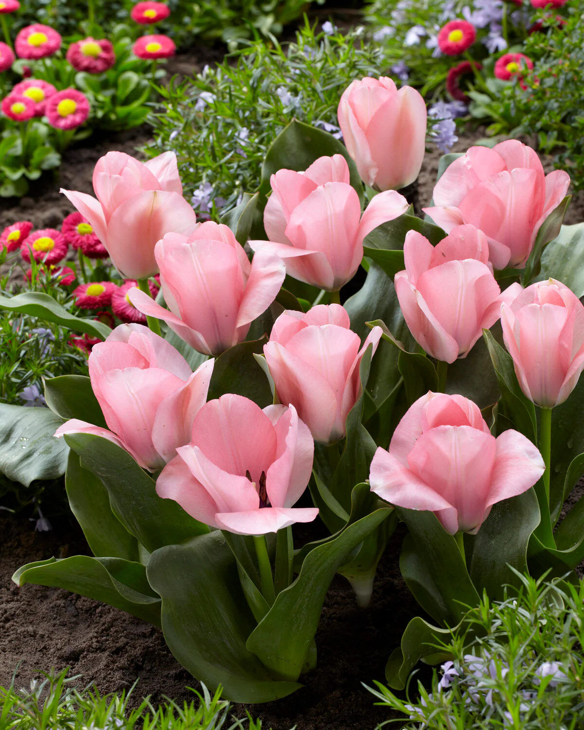 Tulip 'Sweet Sixteen' - Image 2