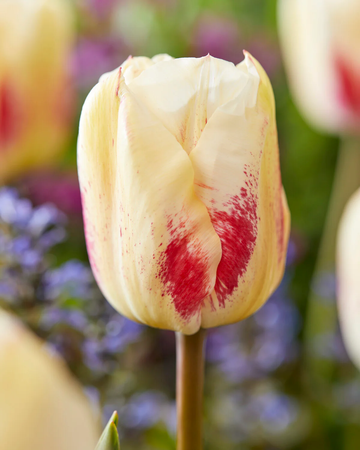 Tulip 'Tango'